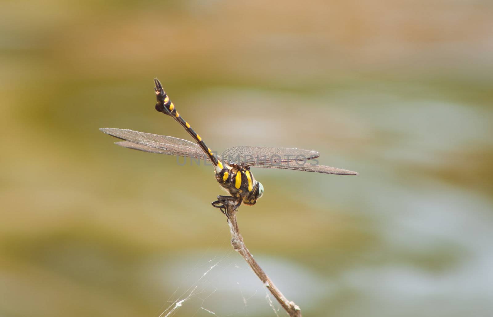 dragonfly by nikky1972