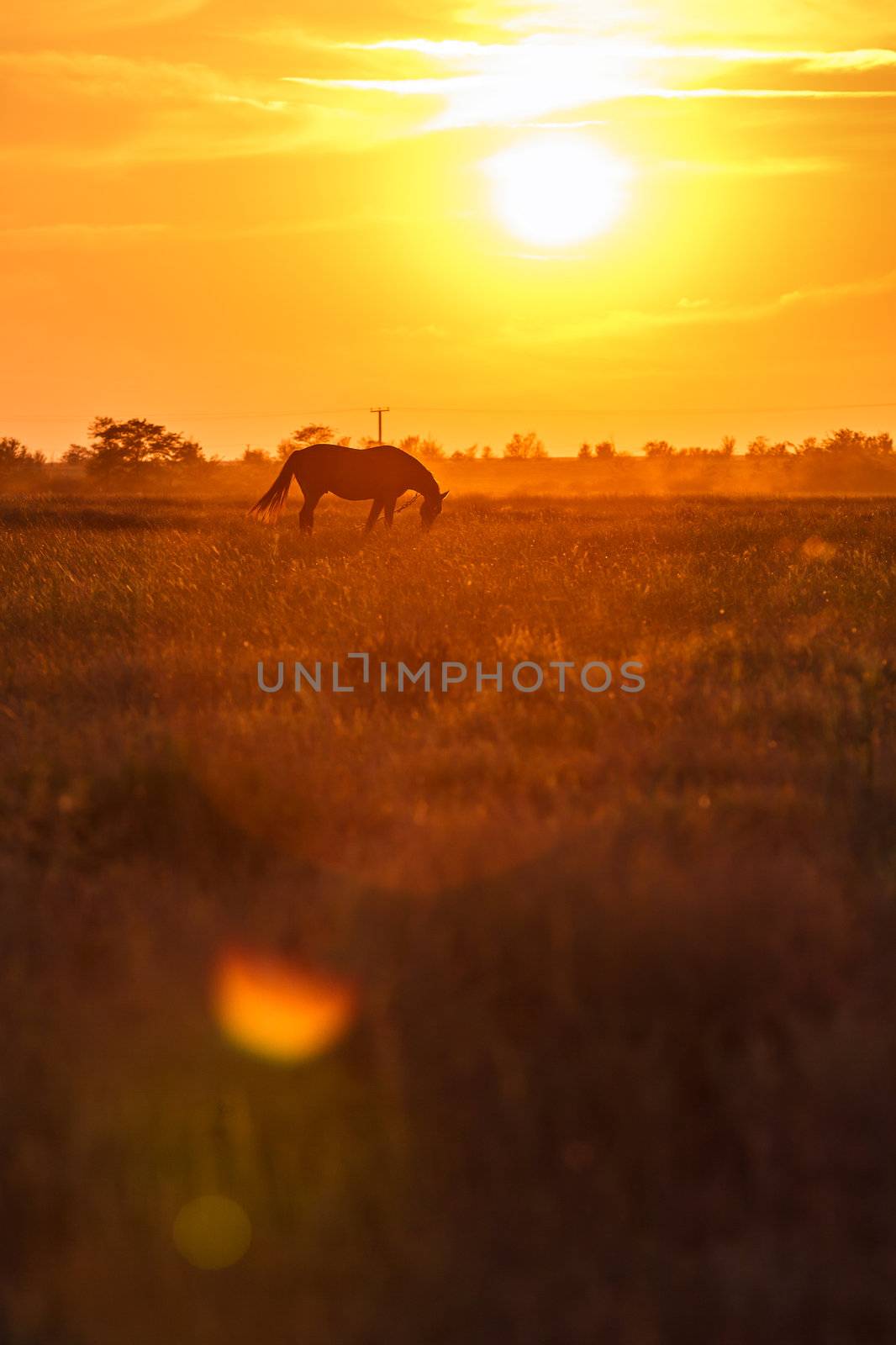 Pasture at sunset by fogen