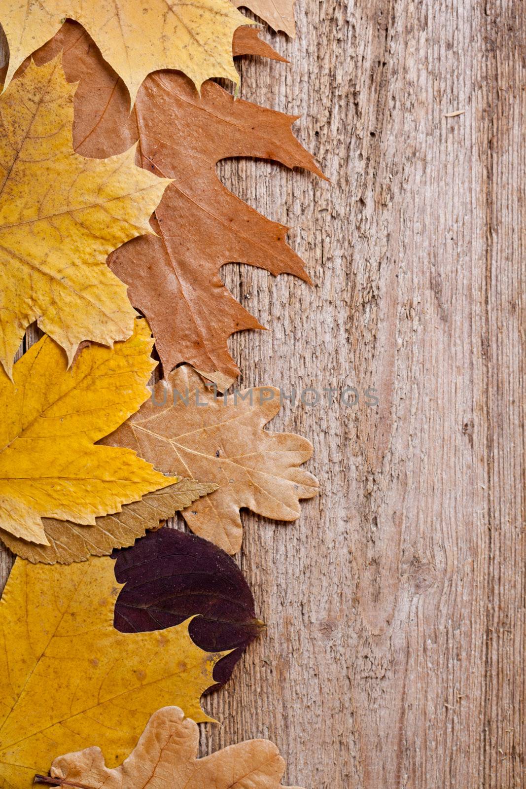 autumn leaves over wooden background by marylooo
