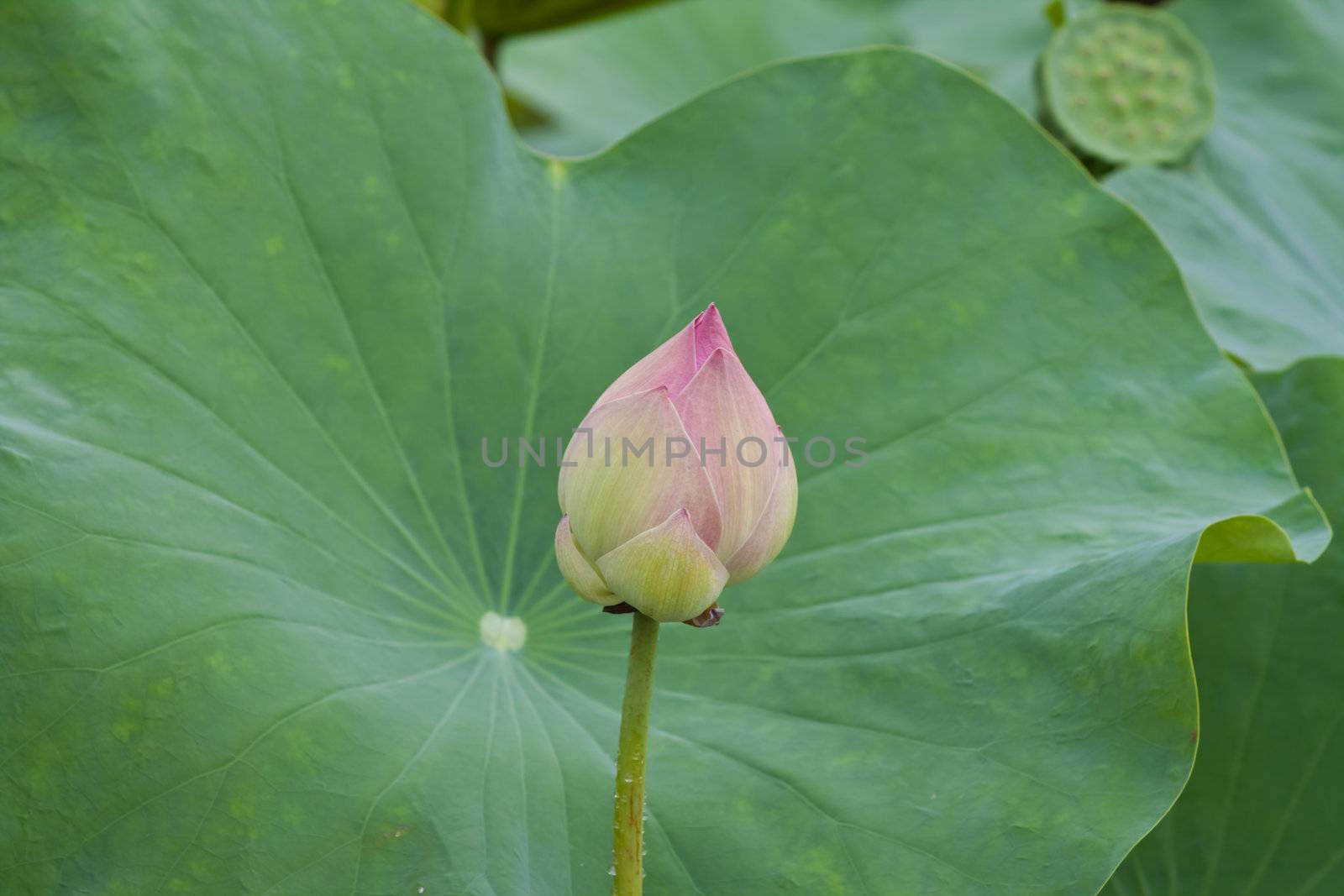 beautiful lotus with water 