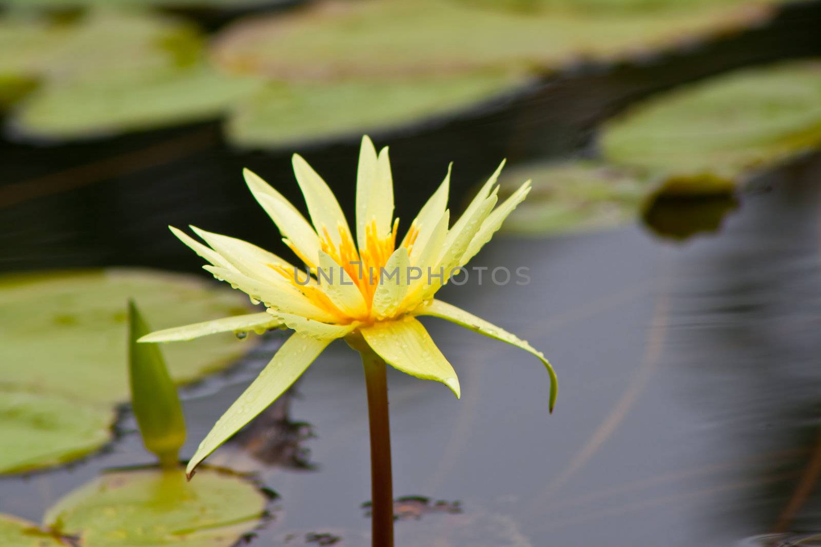 beautiful lotus with water 