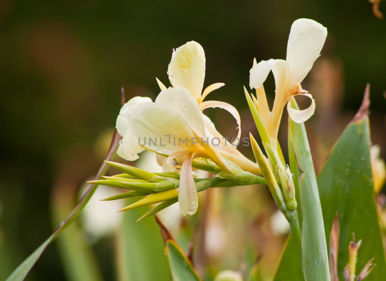 canna flower in nature. 