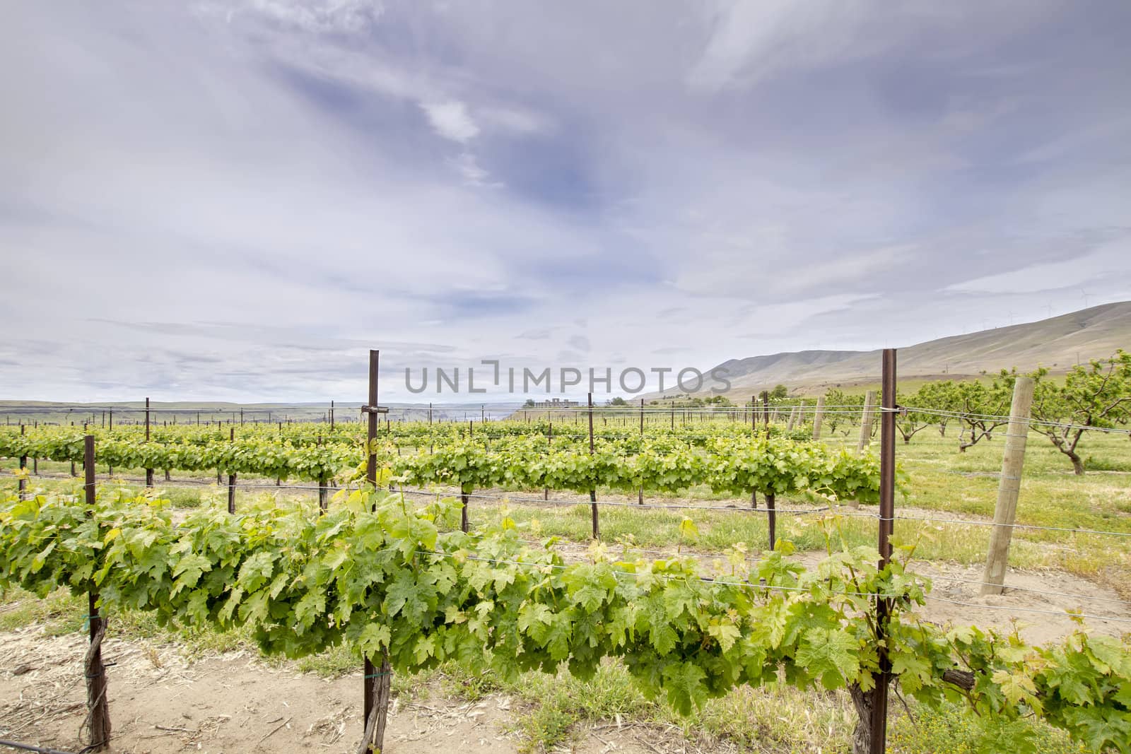 Vineyard Landscape in Maryhill Washington State by jpldesigns