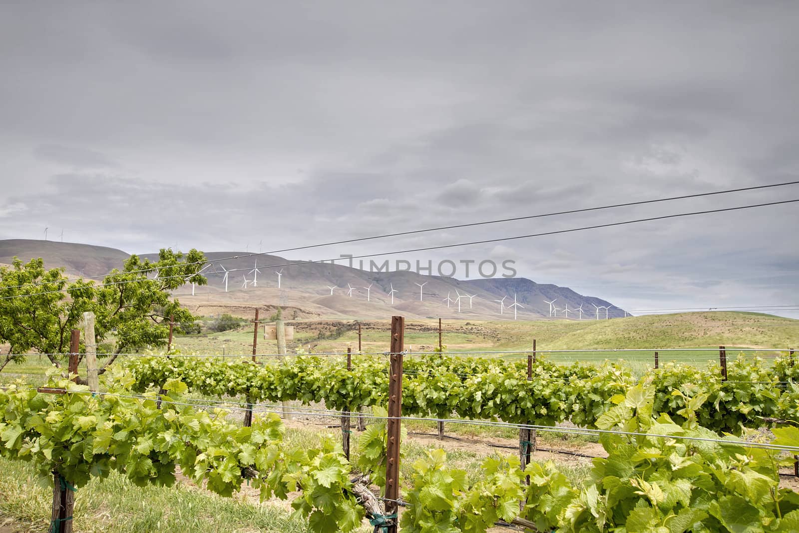 Winery Vineyard Landscape with Wine Turbine Farm on Rolling Hills