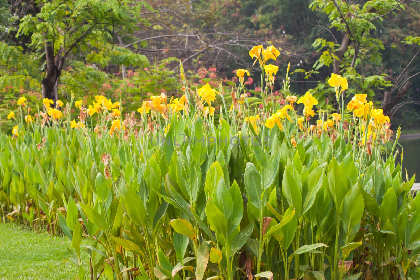 canna flower in nature.  by nikky1972