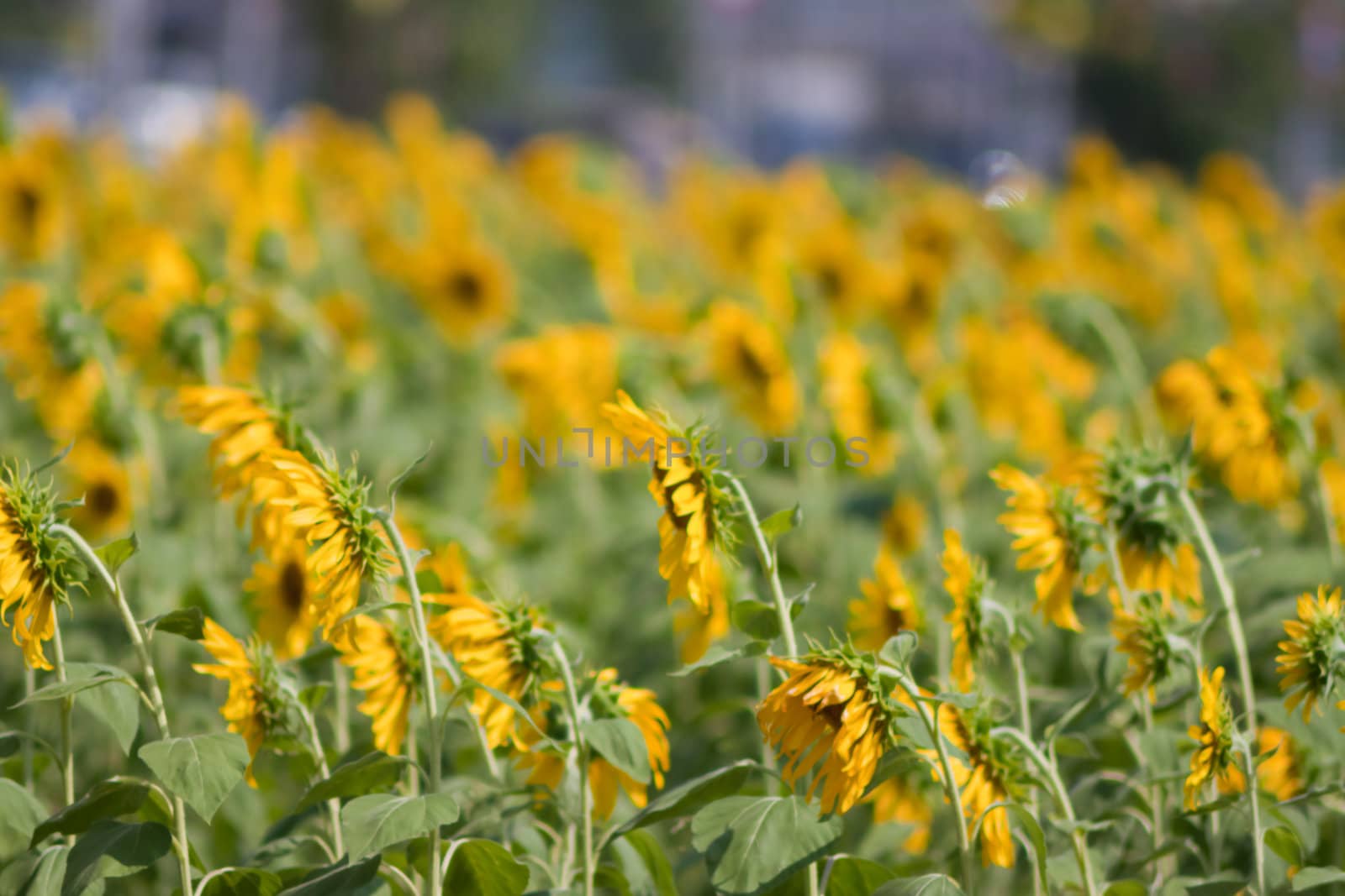 Sunflower  And wind. Sunlight by nikky1972