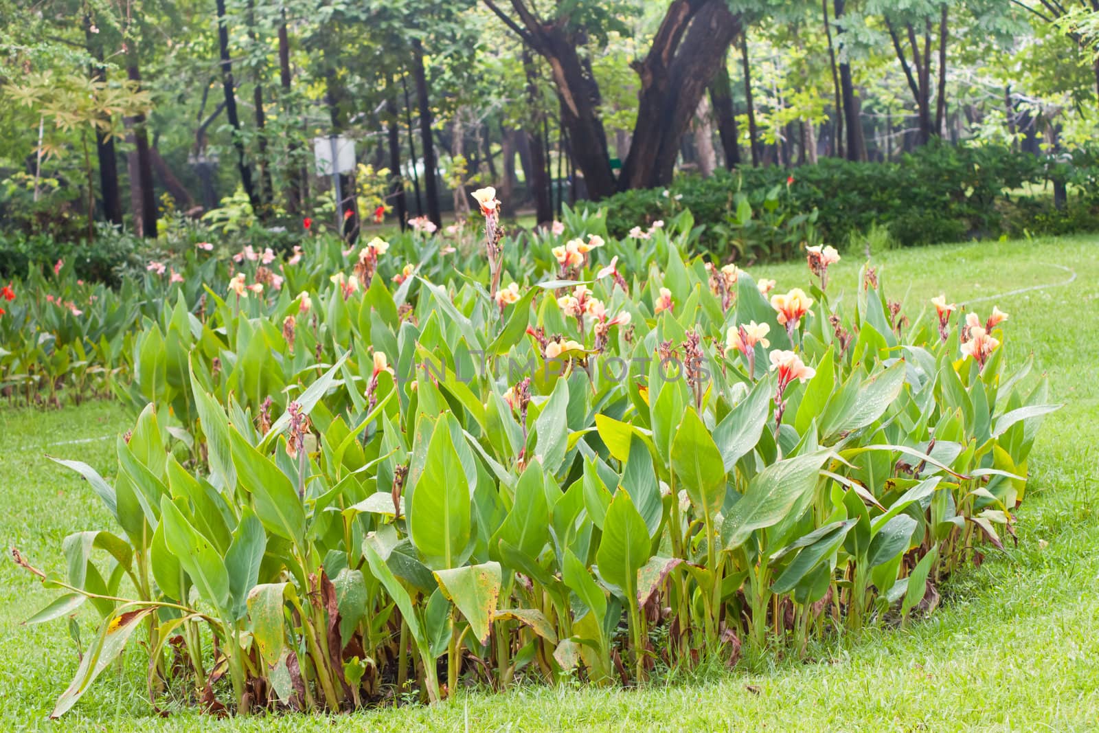 canna flower in nature.  by nikky1972