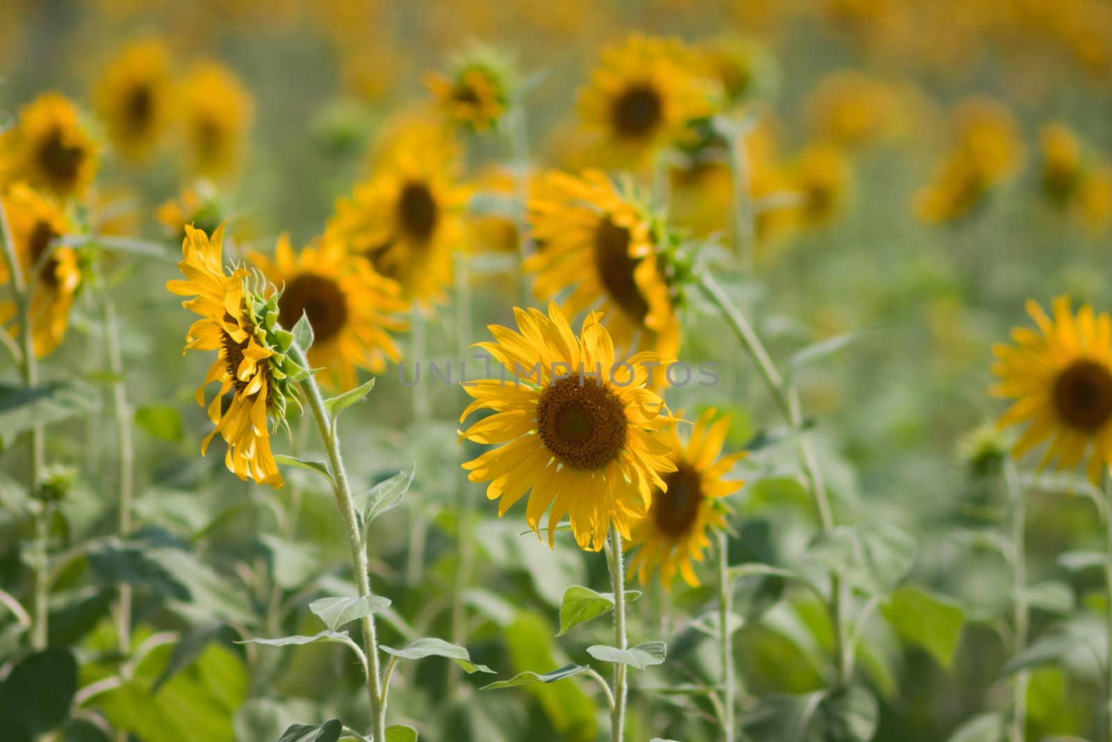 Sunflower  And wind. Sunlight by nikky1972