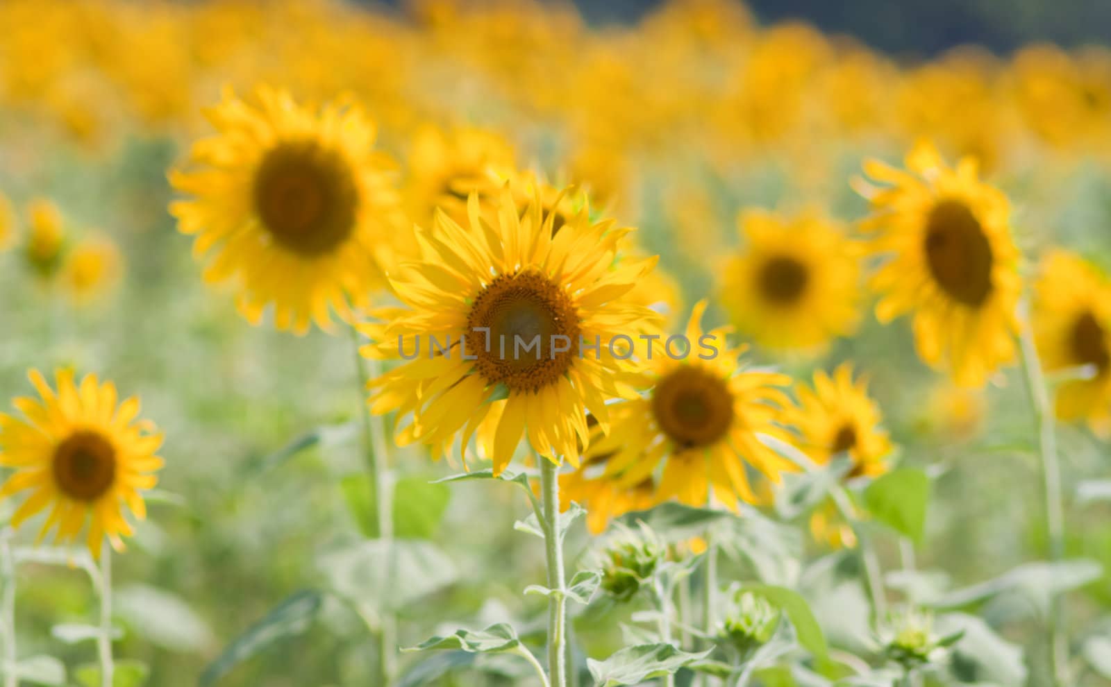 Sunflower  And wind. Sunlight