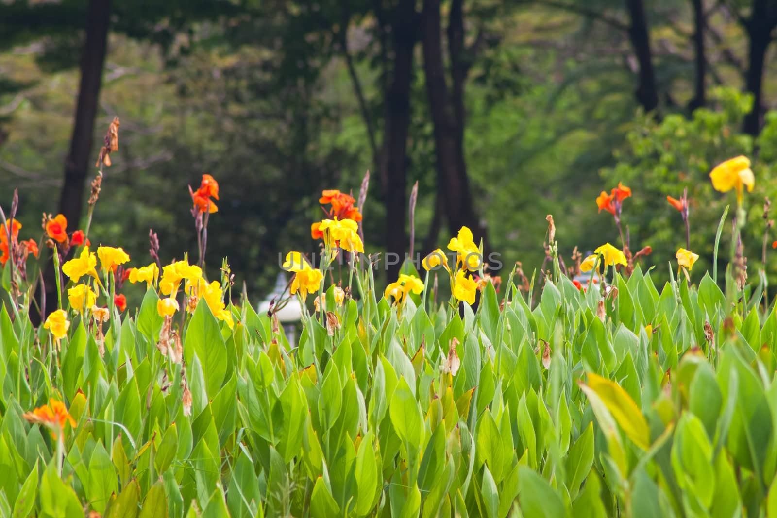 canna flower in nature.  by nikky1972
