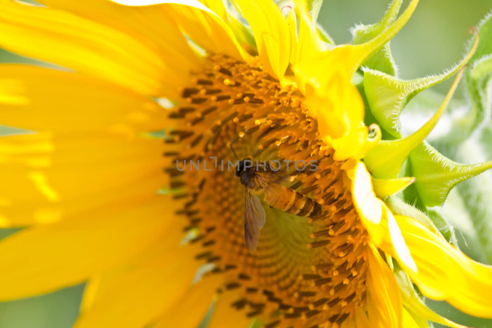 Sunflower  And wind. Sunlight by nikky1972