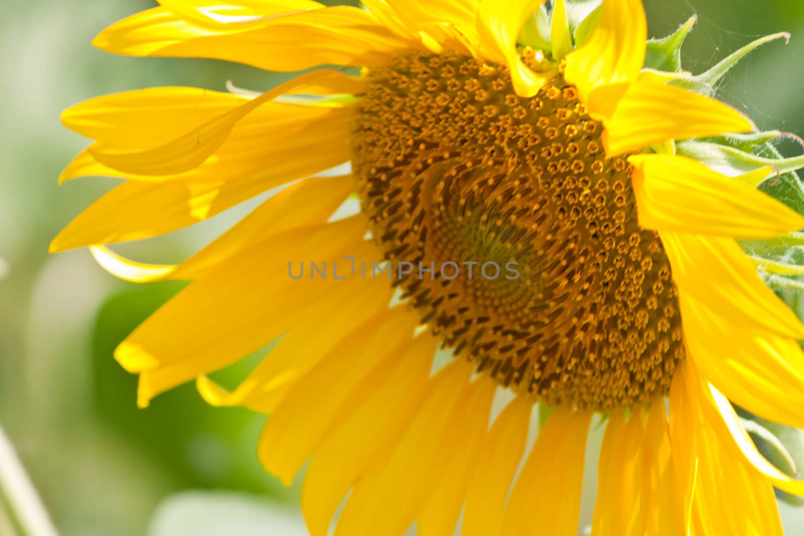 Sunflower  And wind. Sunlight