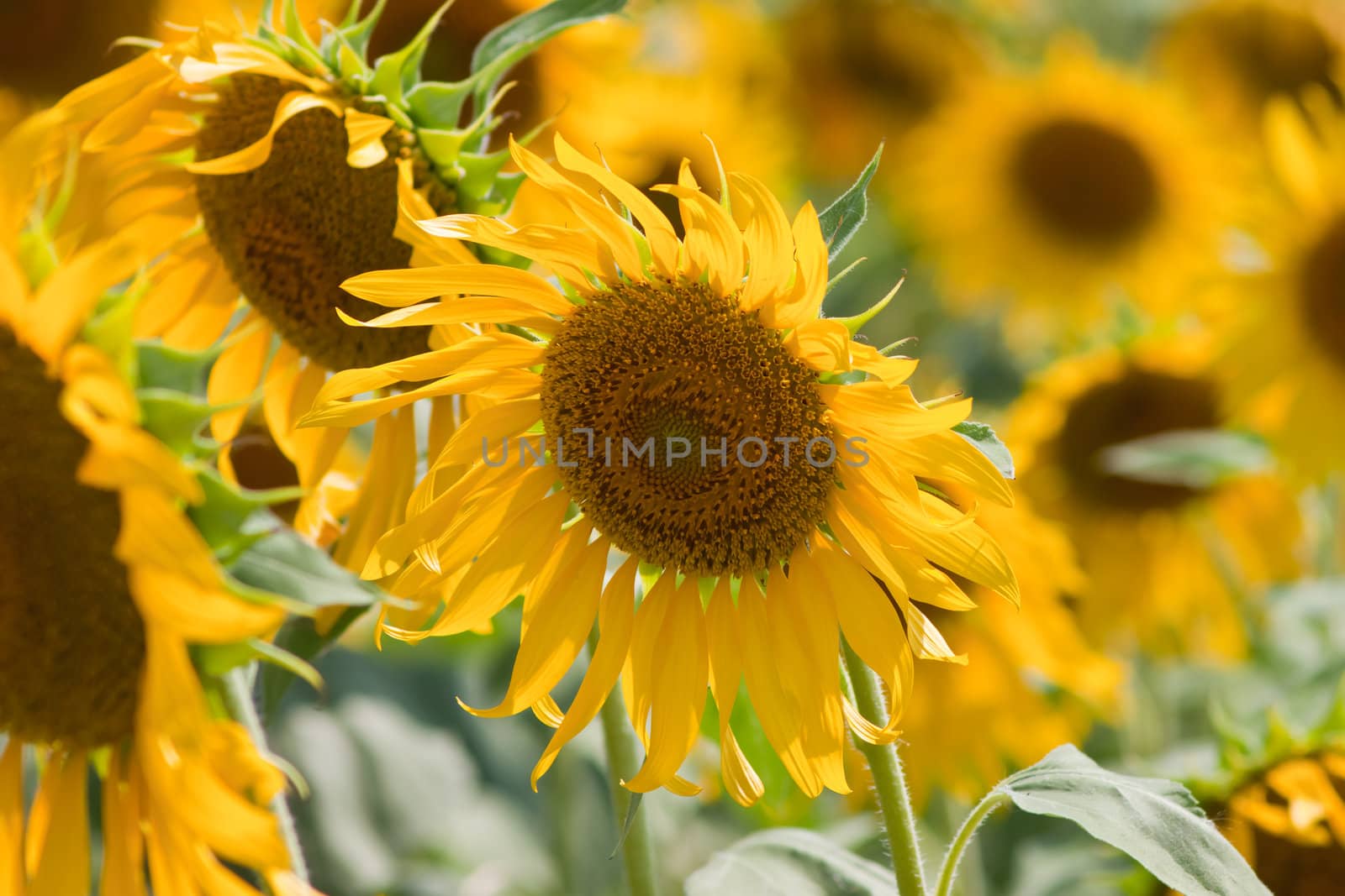 Sunflower  And wind. Sunlight by nikky1972
