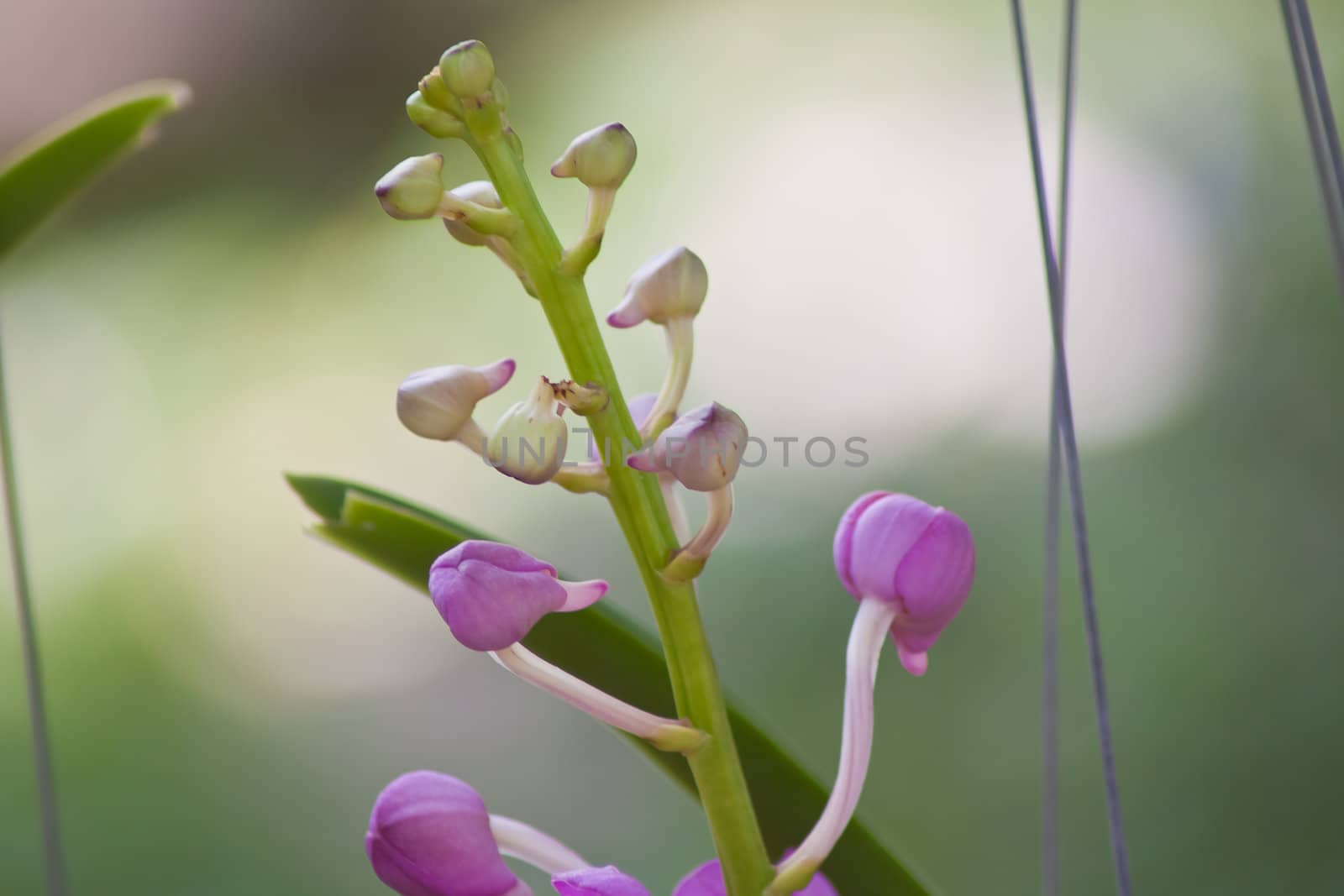 Beautiful orchid