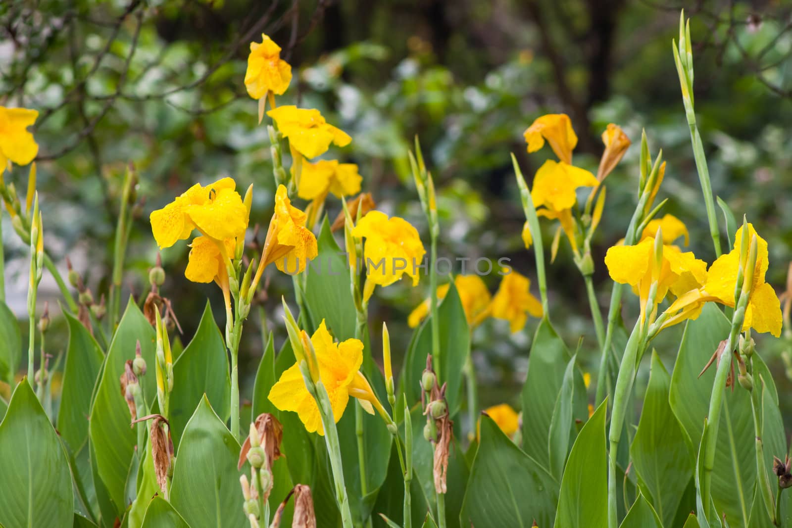 canna flower in nature.  by nikky1972