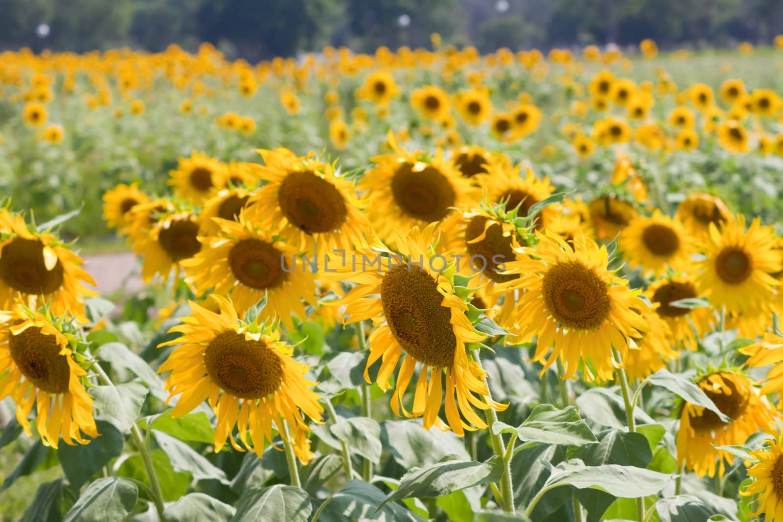 Sunflower  And wind. Sunlight