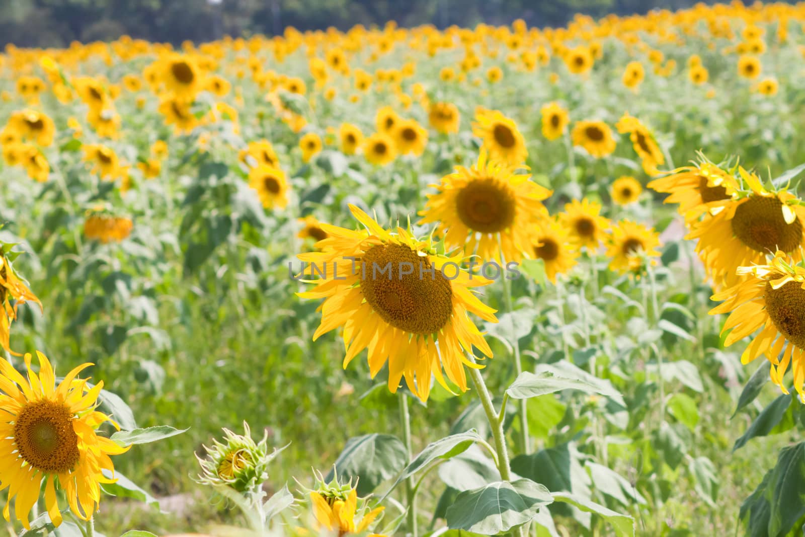 Sunflower  And wind. Sunlight