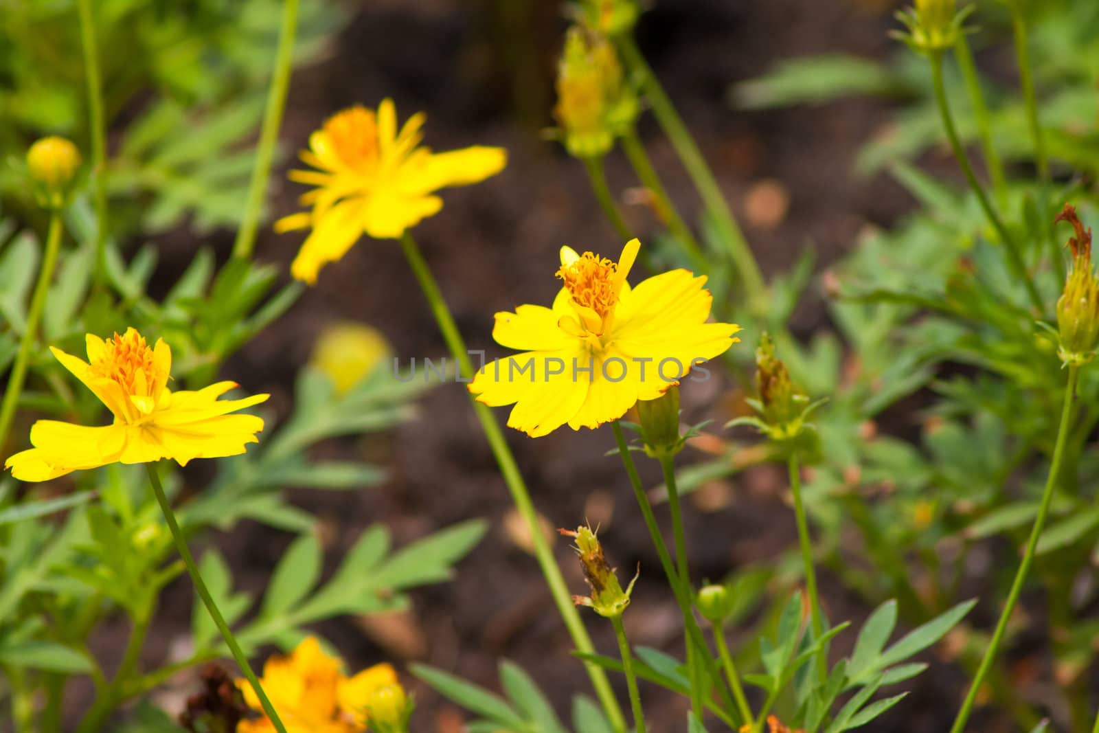 Marigold flowers by nikky1972