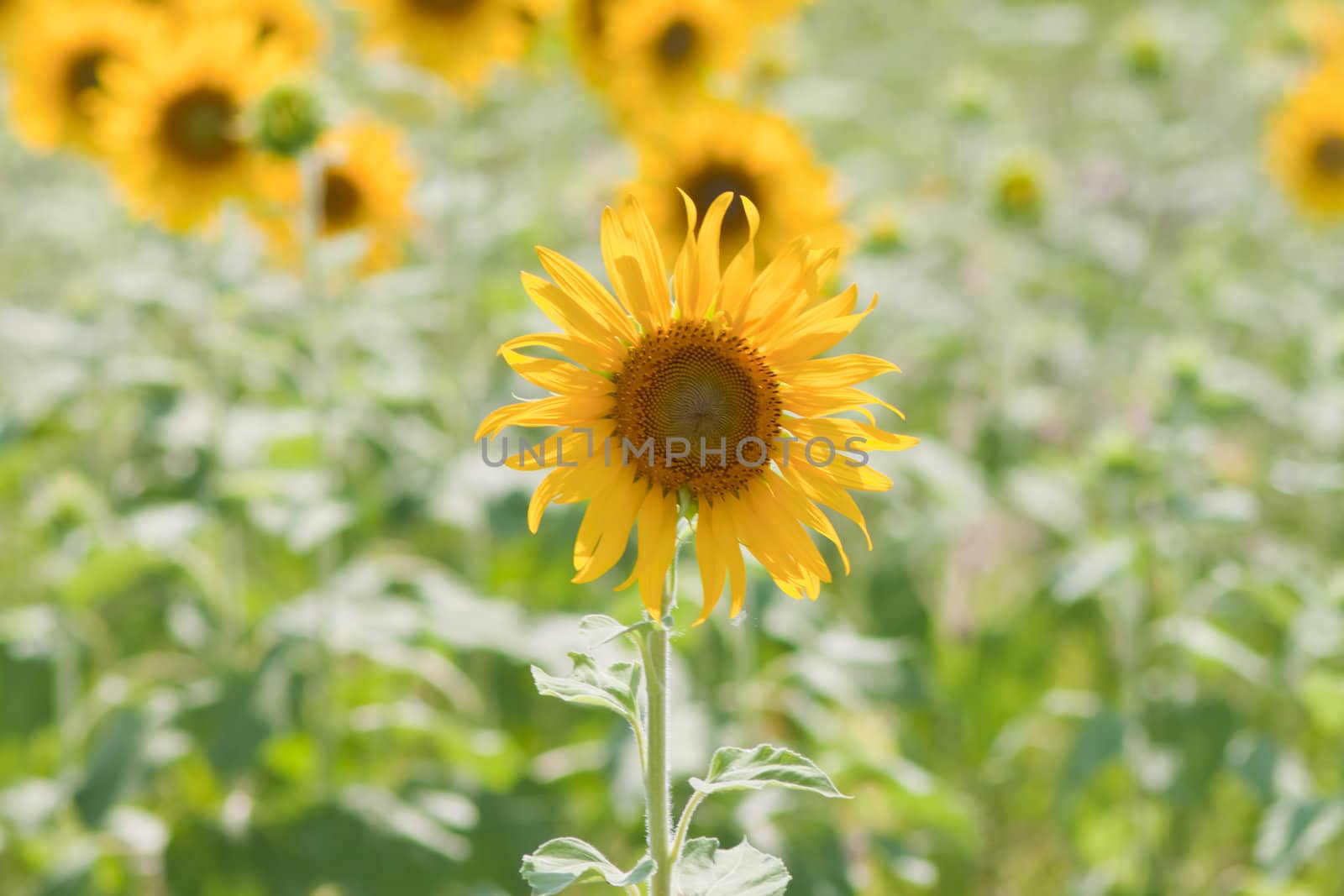 Sunflower  And wind. Sunlight