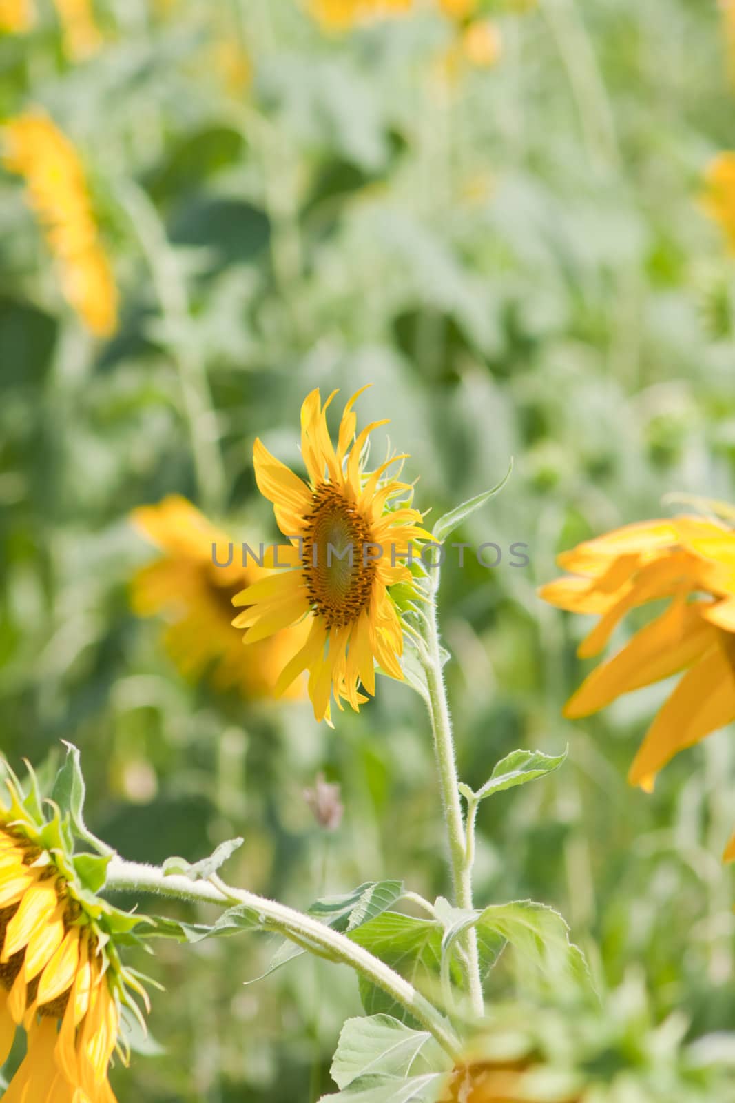 Sunflower  And wind. Sunlight by nikky1972