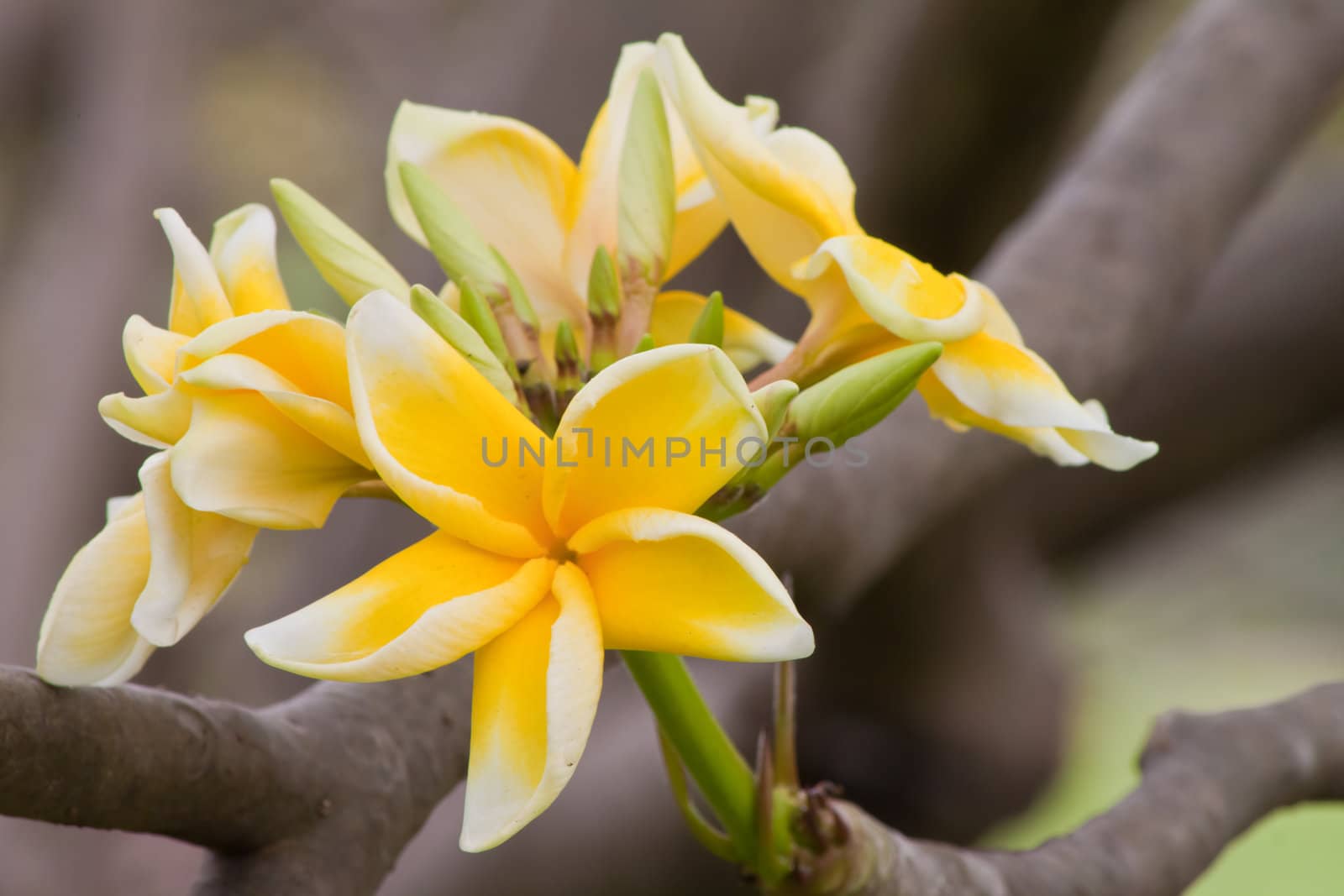 Branch of tropical flowers frangipani (plumeria) by nikky1972