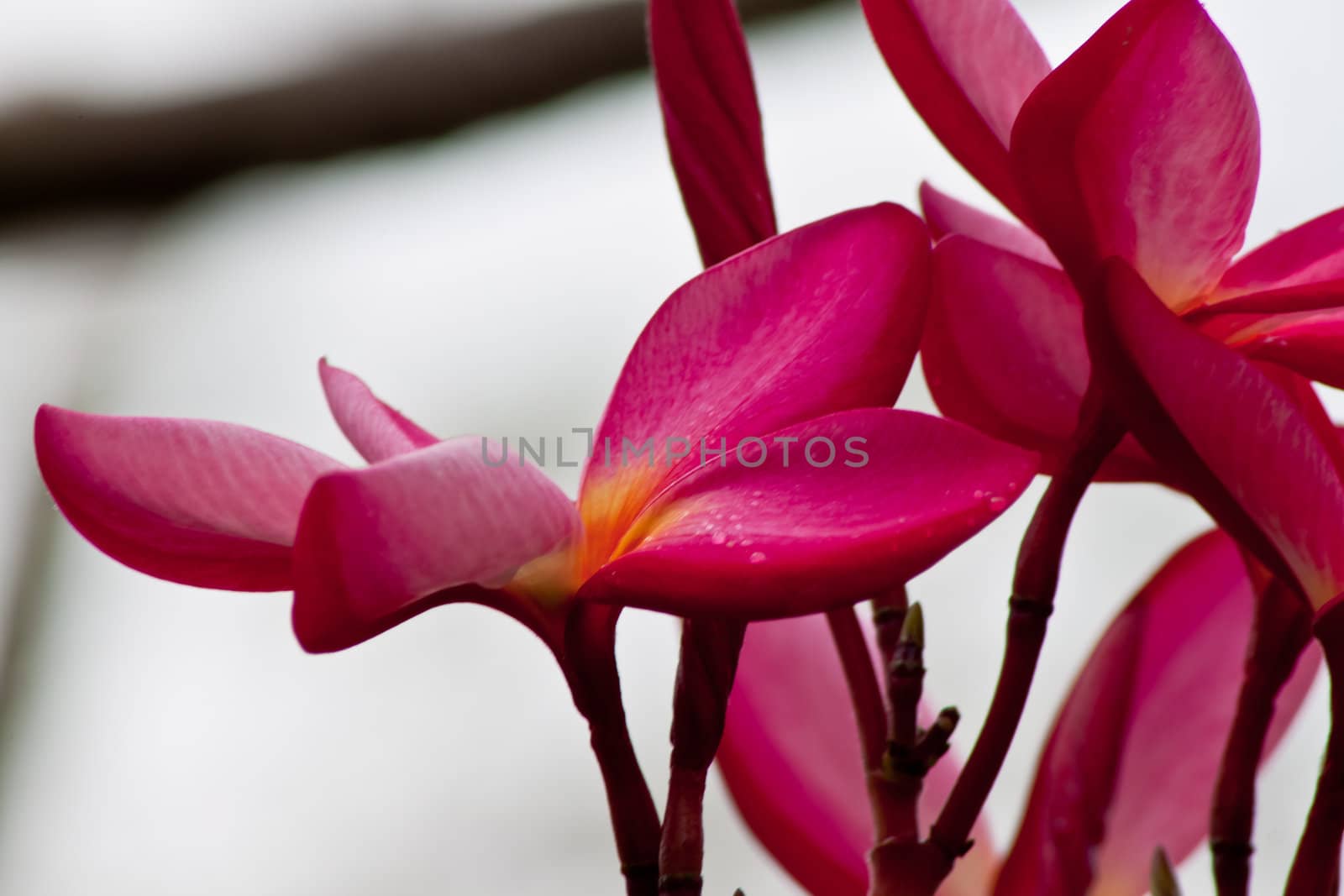 canna flower in nature. 