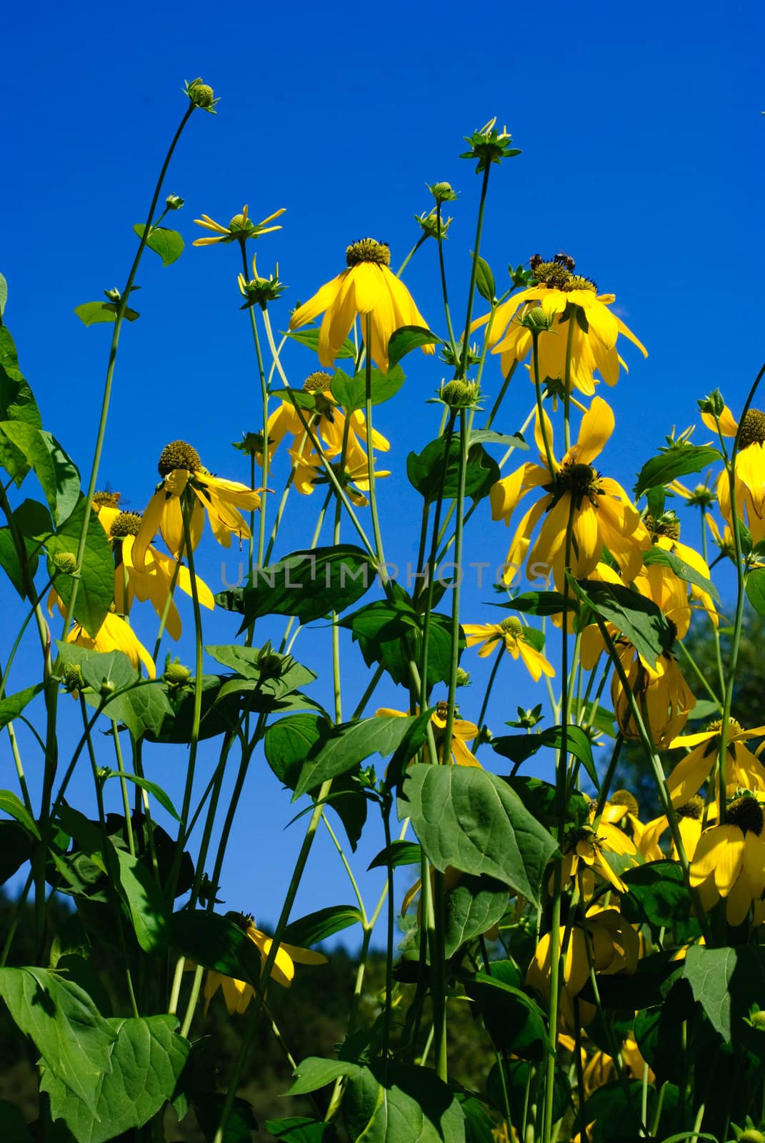 yellow flowers