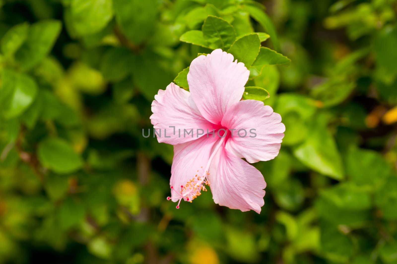 hibiscus  Flower by nikky1972