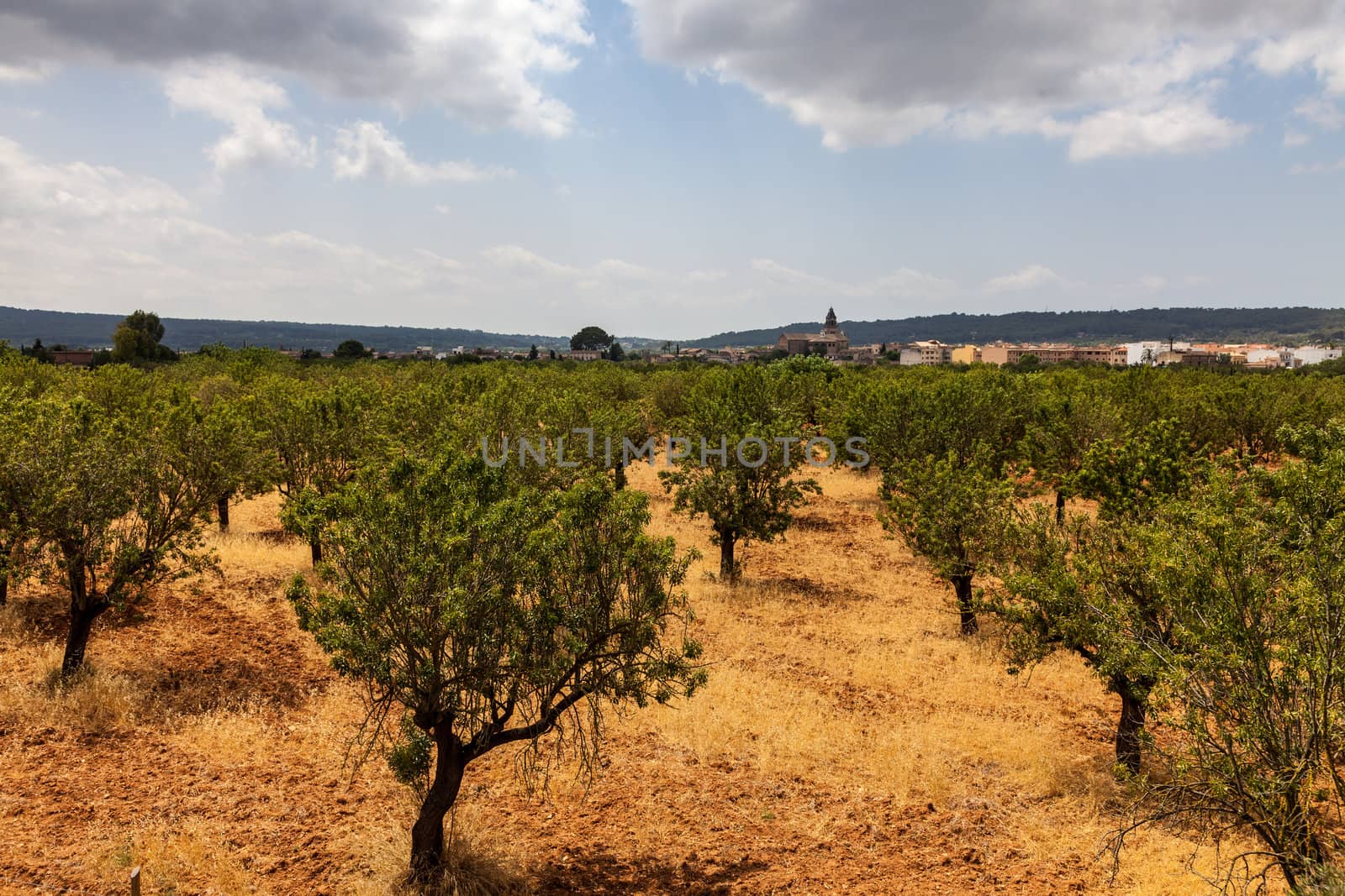 Almond Trees Orcahrd by RazvanPhotography