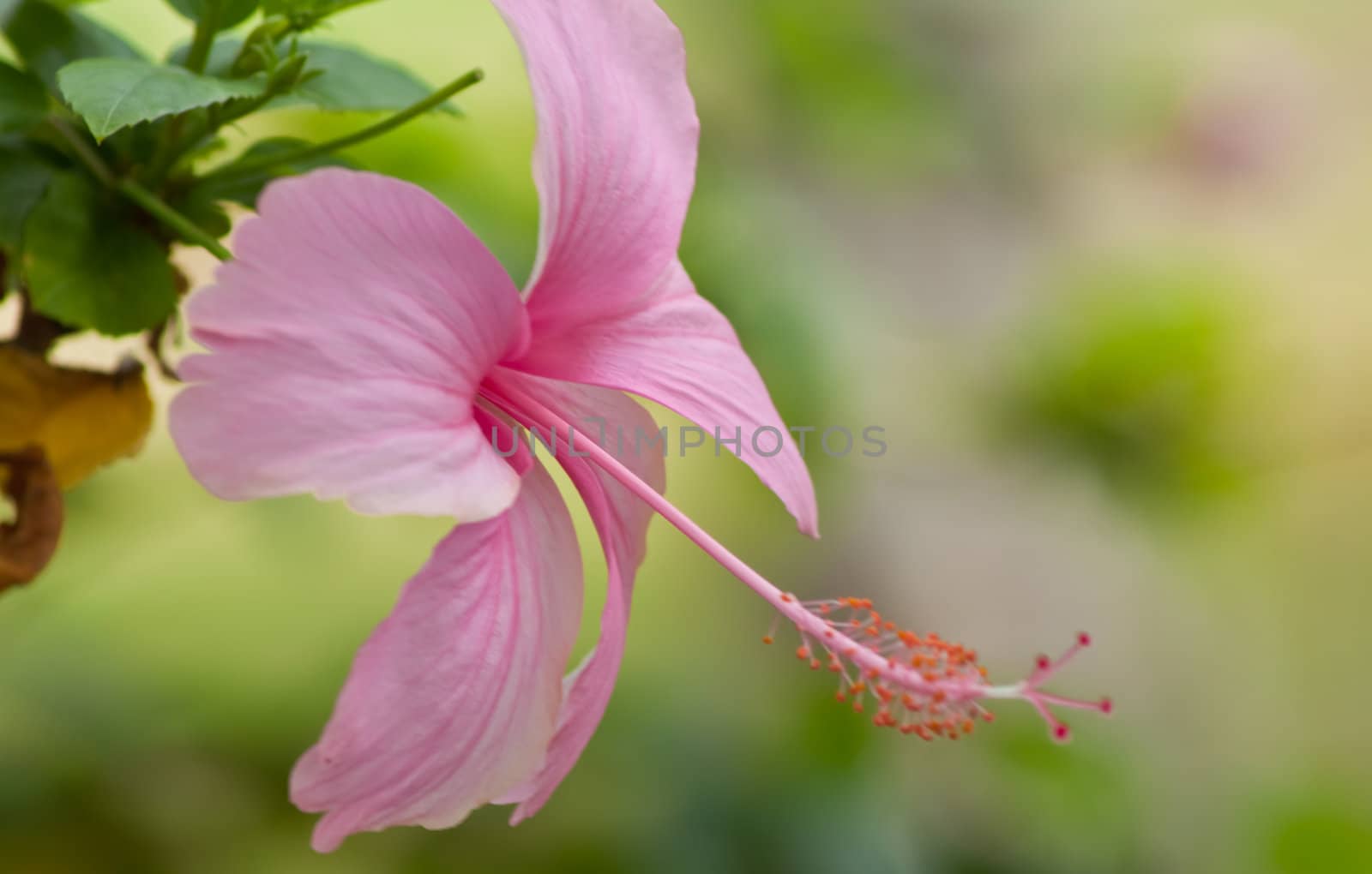 hibiscus  Flower