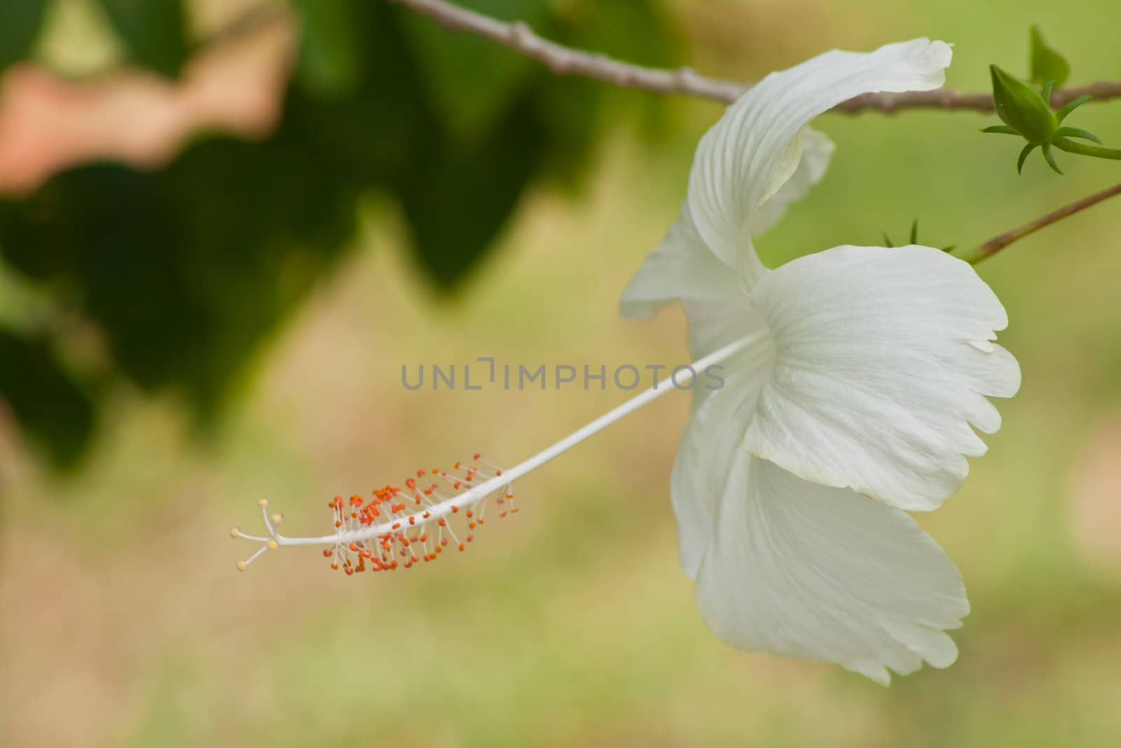 hibiscus  Flower by nikky1972