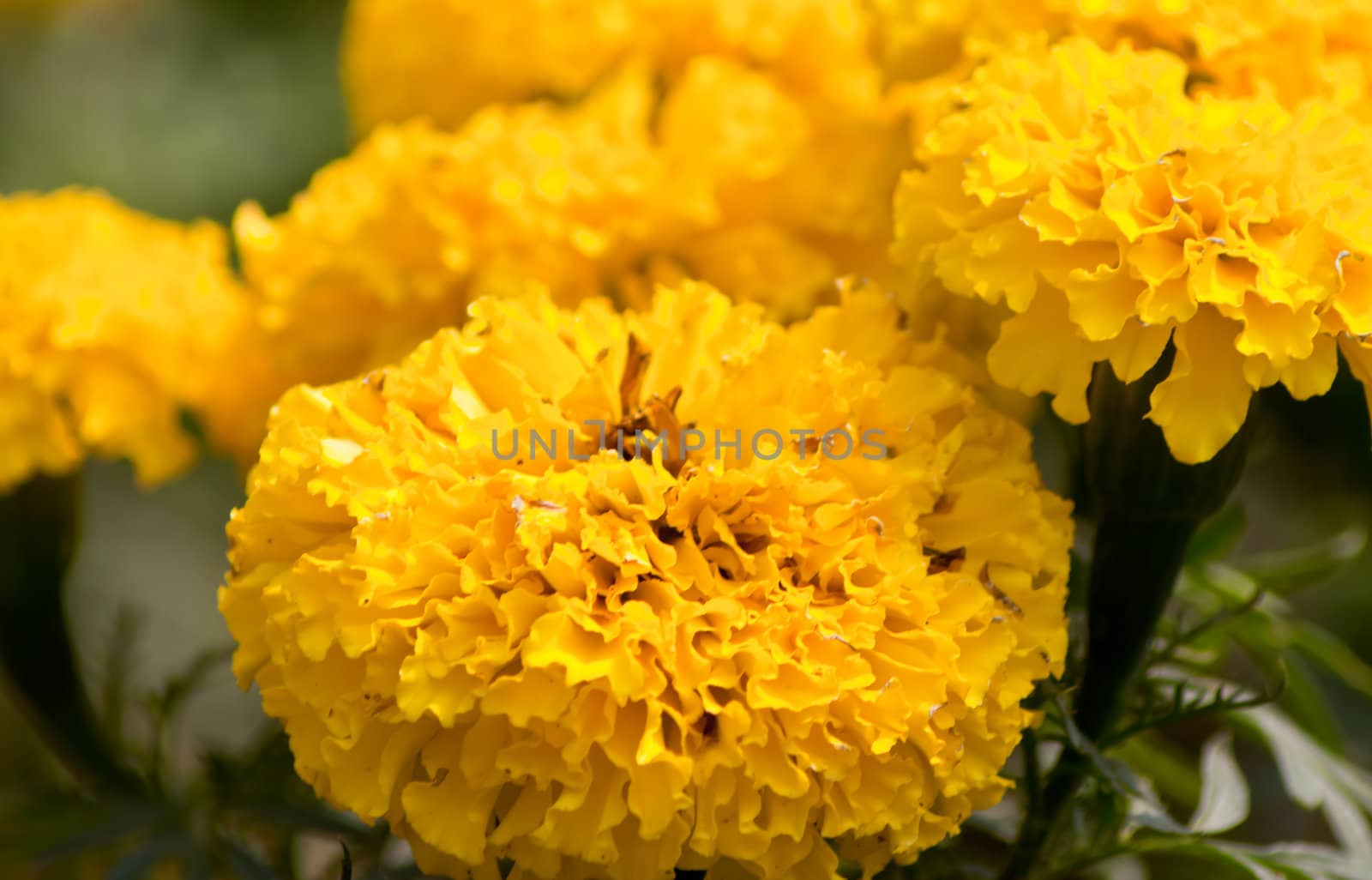Marigold flowers by nikky1972