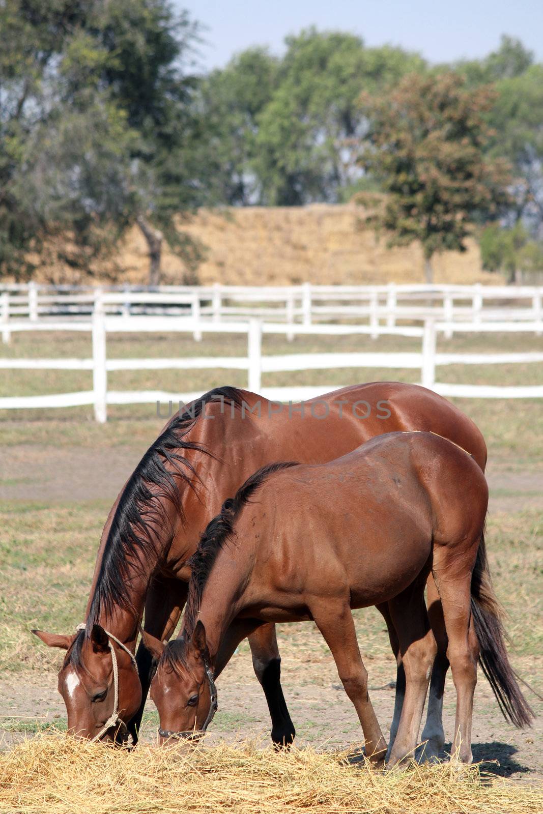 mare and foal eating hay