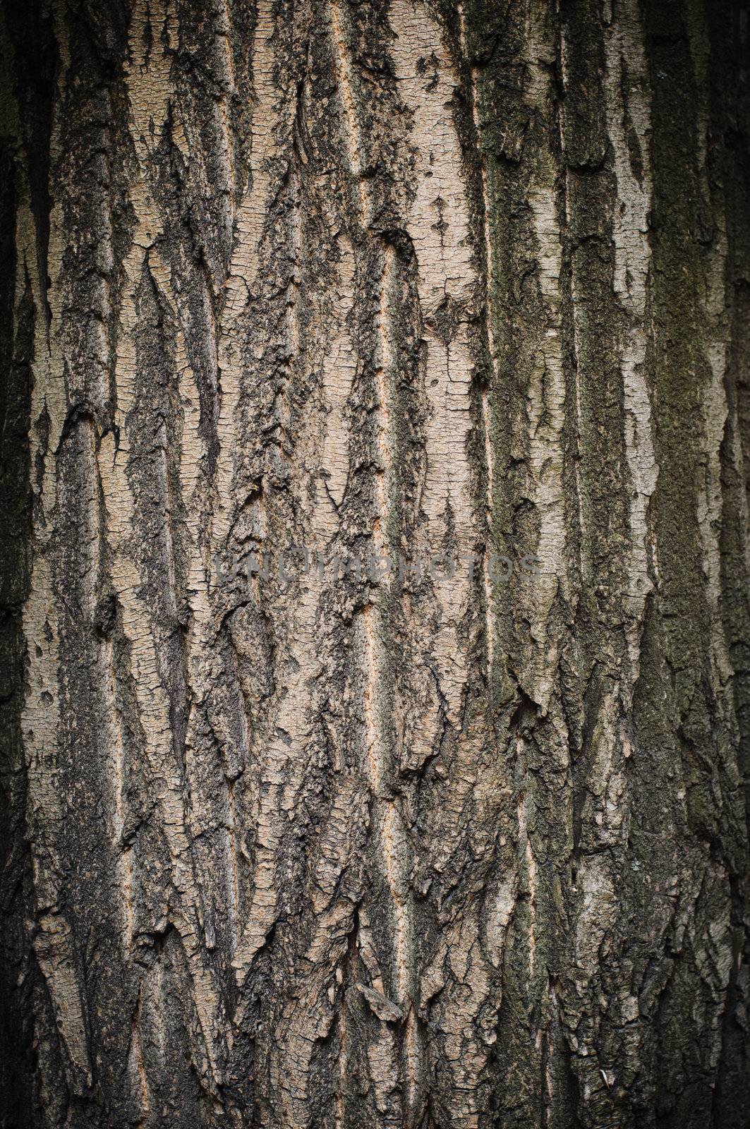 Bark of oak tree textured surface with small details