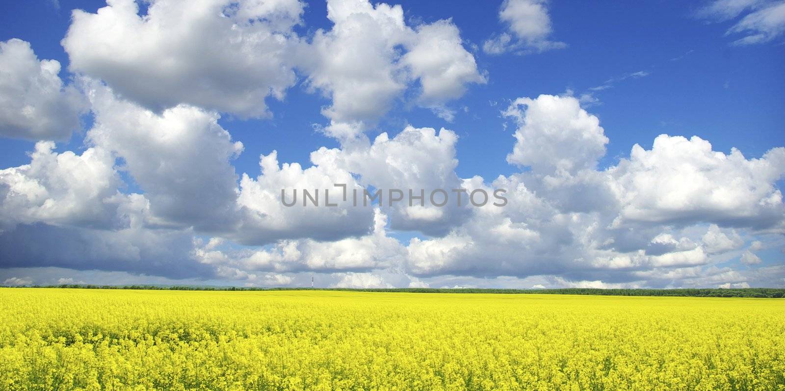  Rape field and clouds in sky