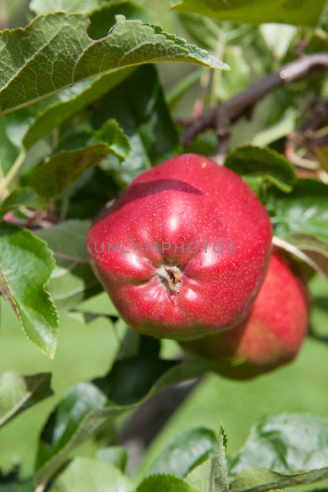 Ripe Apples