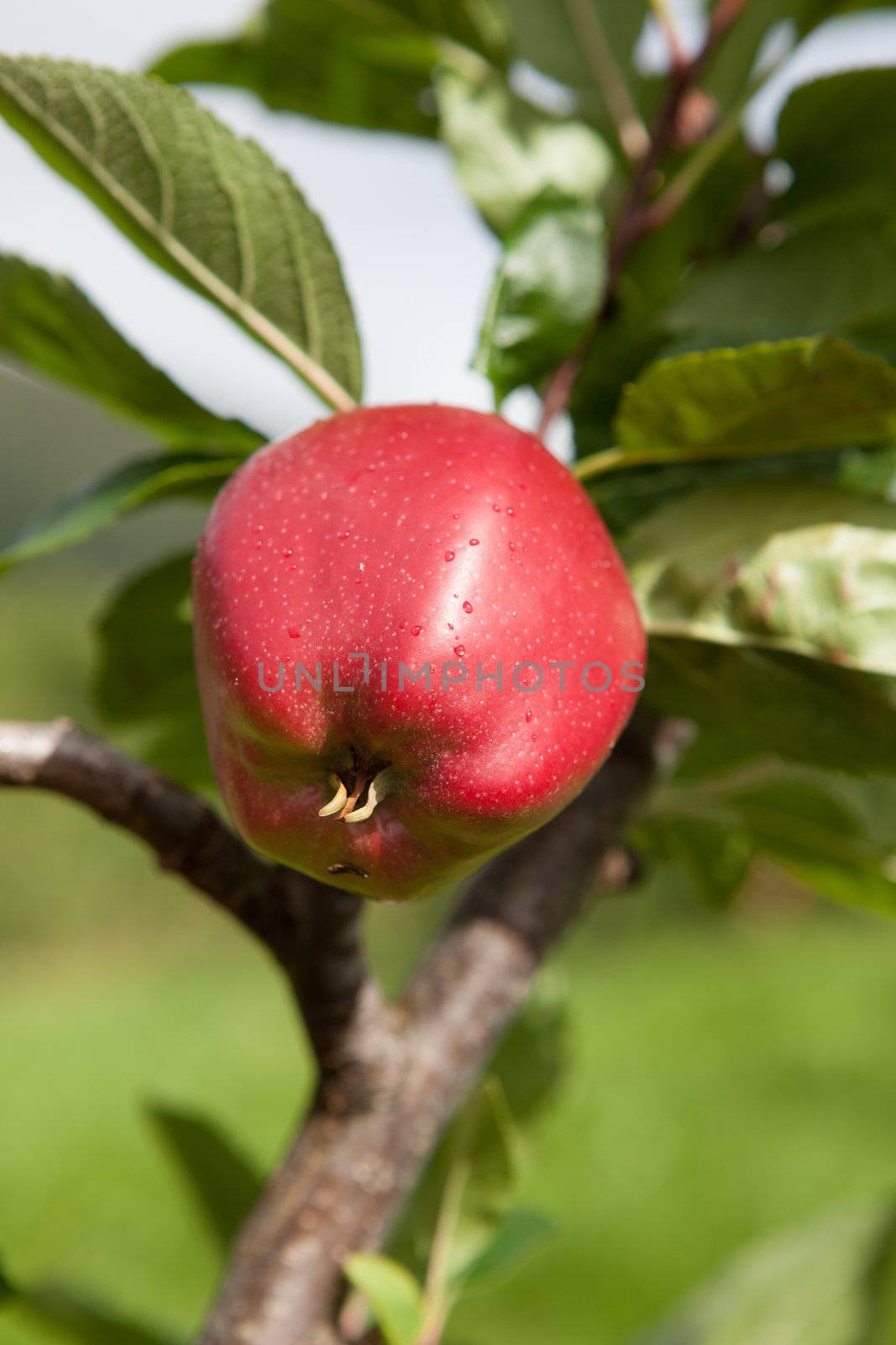 Ripe Apples