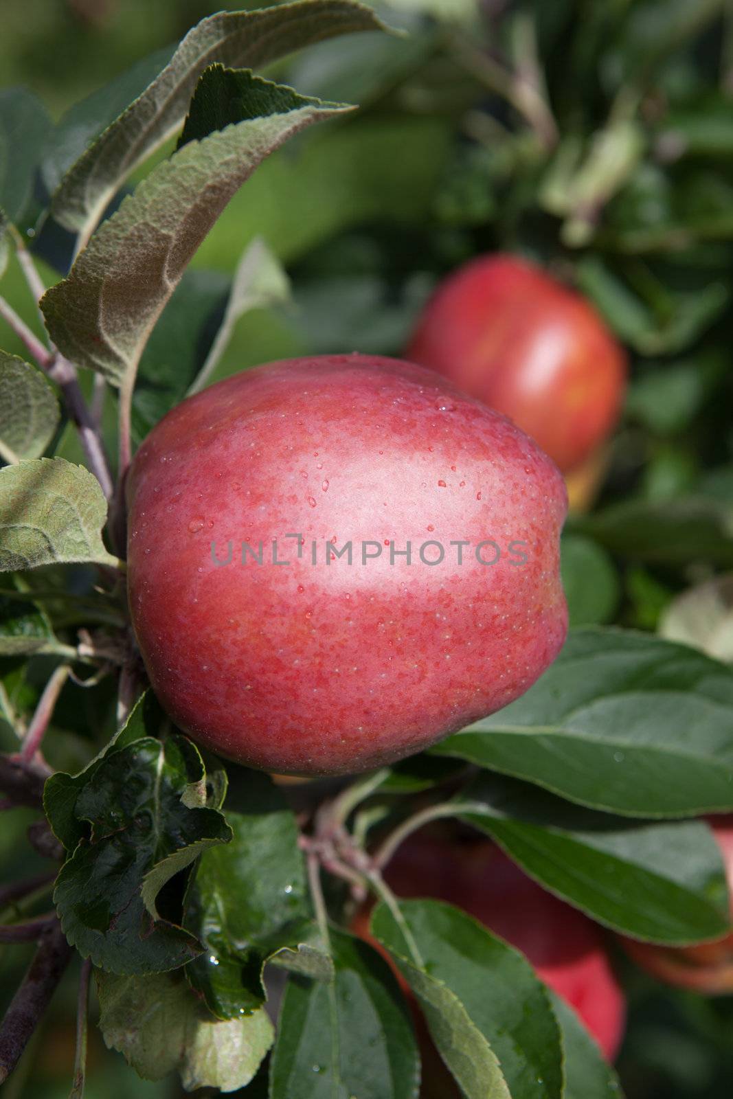 Ripe Apples