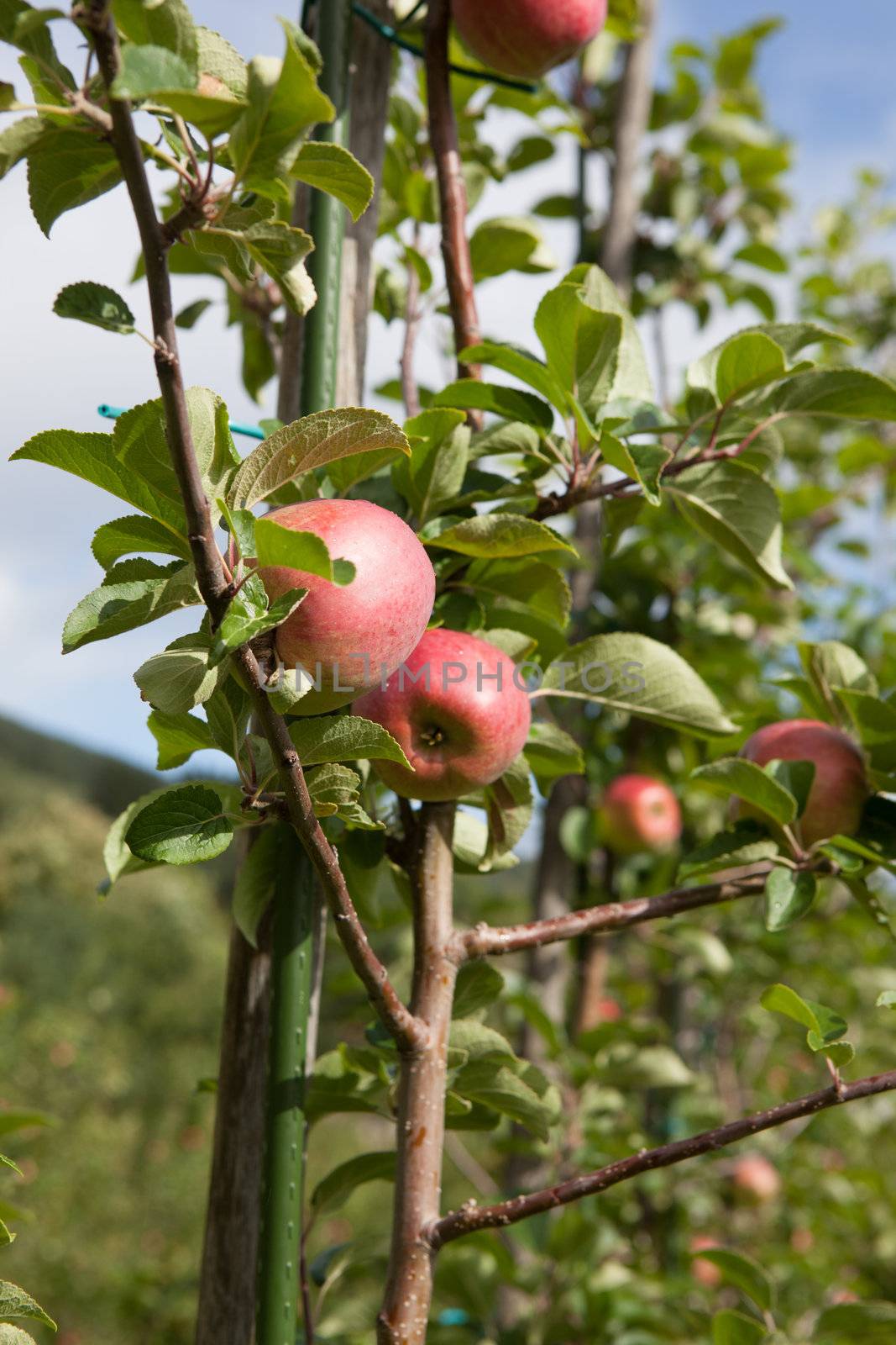 Ripe Apples