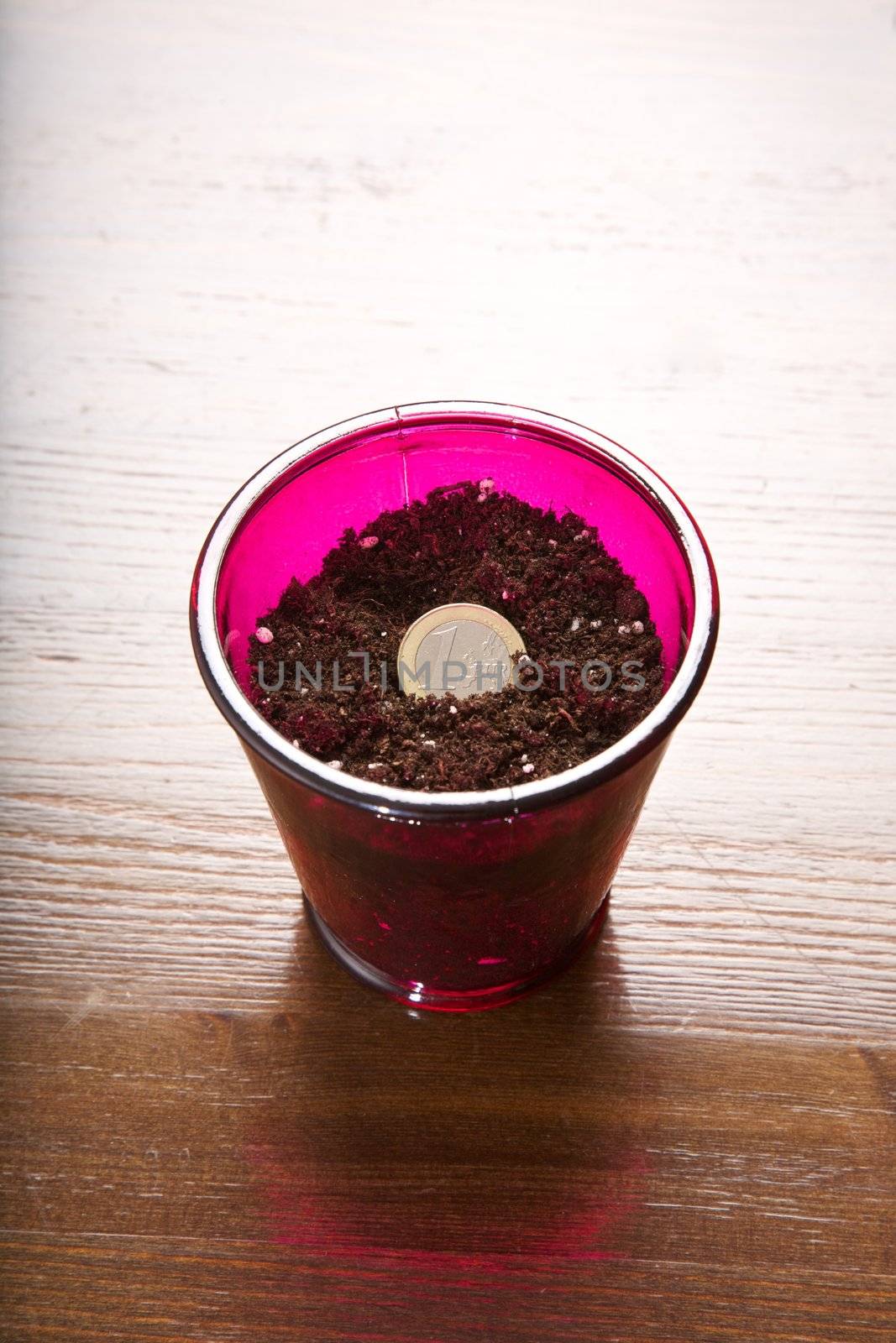 a glass with one euro coin like plant