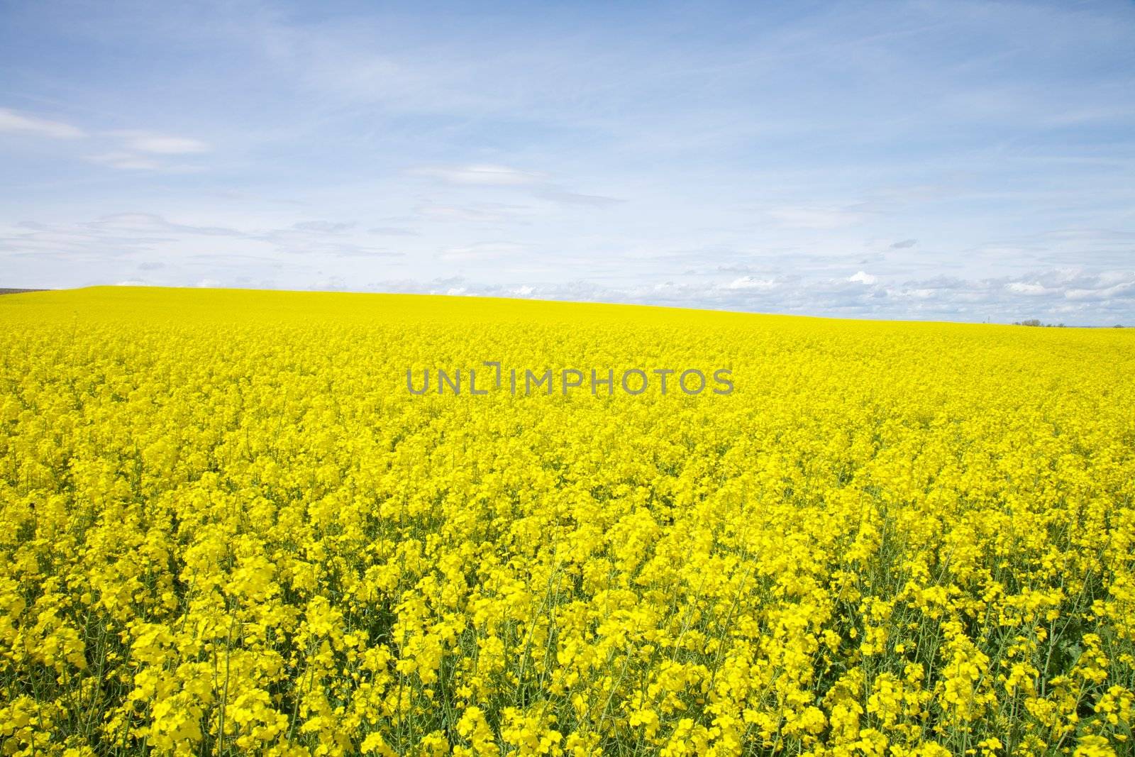 great field full of yellow flowers at Castilla Spain