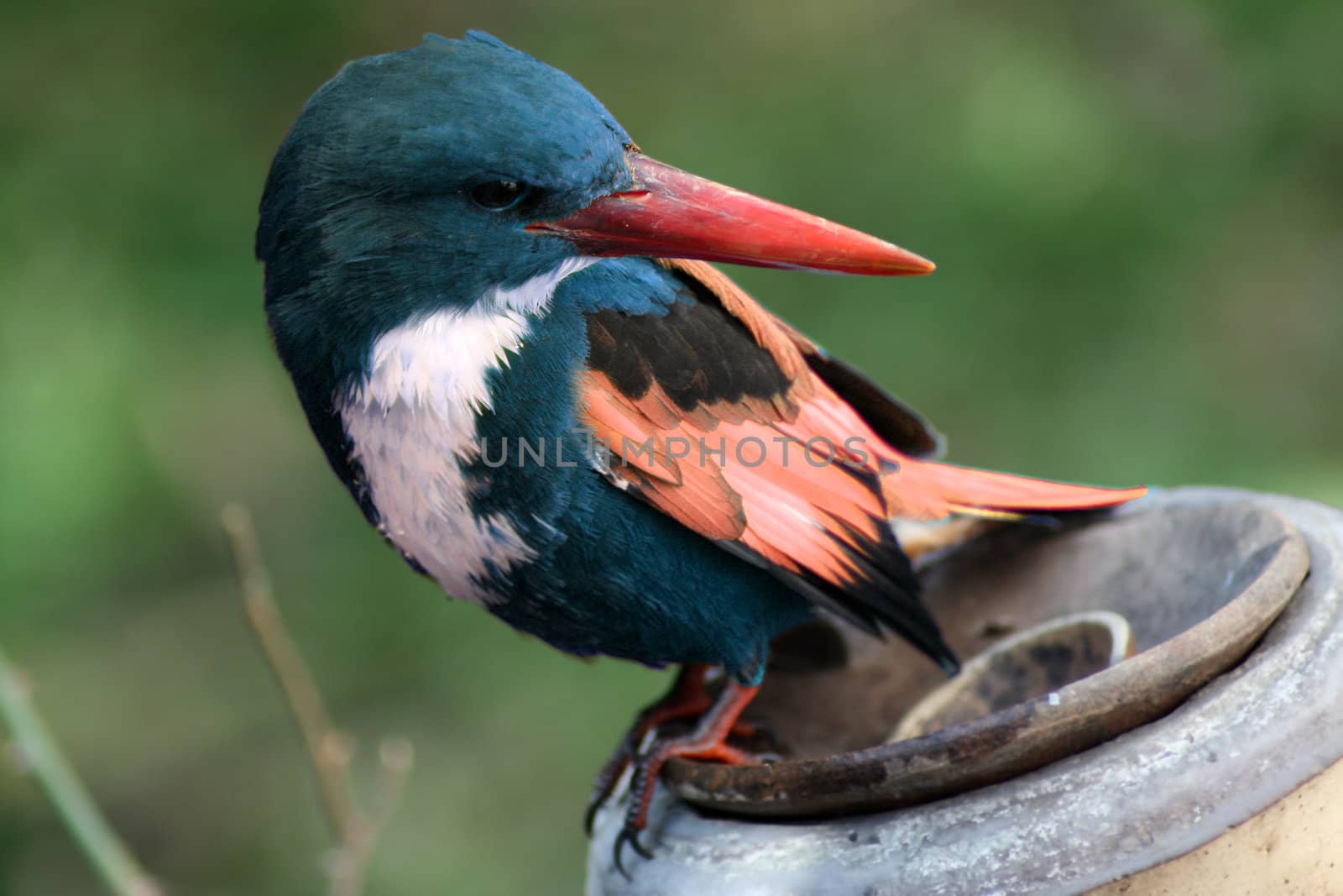 A tropical kingfisher bird in exotic colrs.
