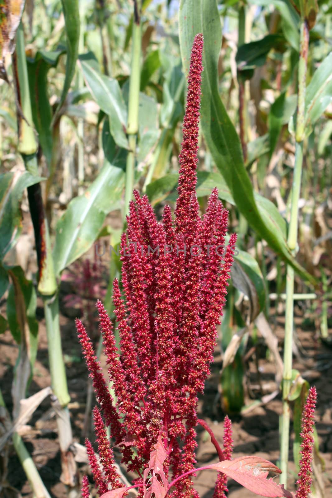 A closeup view of Amaranthus plant commonly known as amaranth.