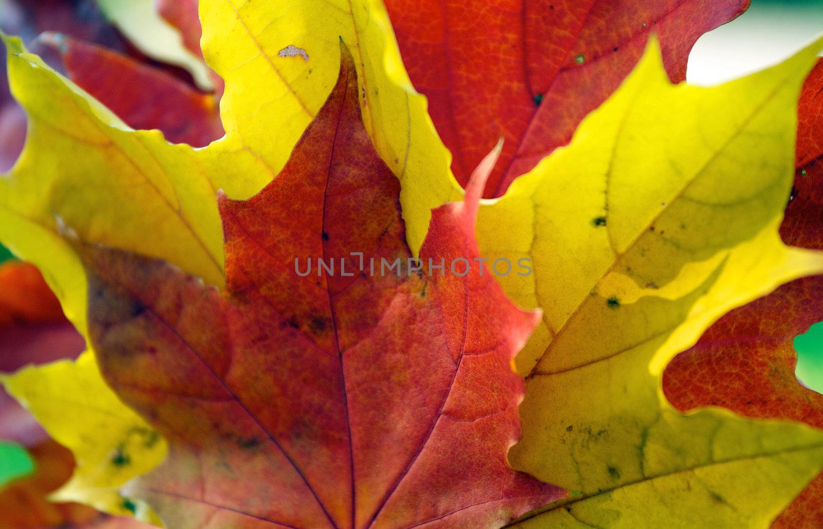 Bunch of Red and Yellow Maple Leafs close up as background