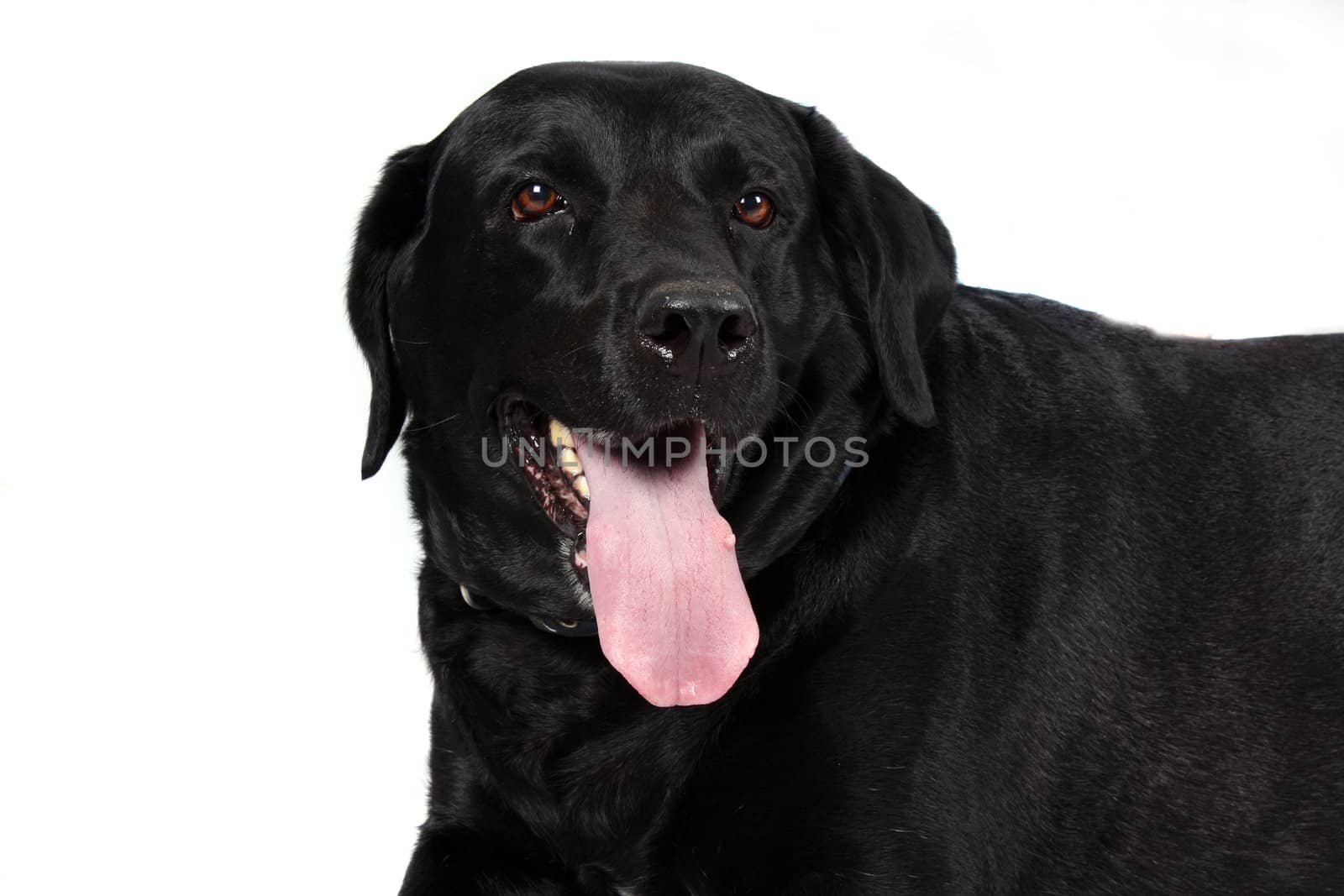 A portrait of a black labrador dog on white studio background.