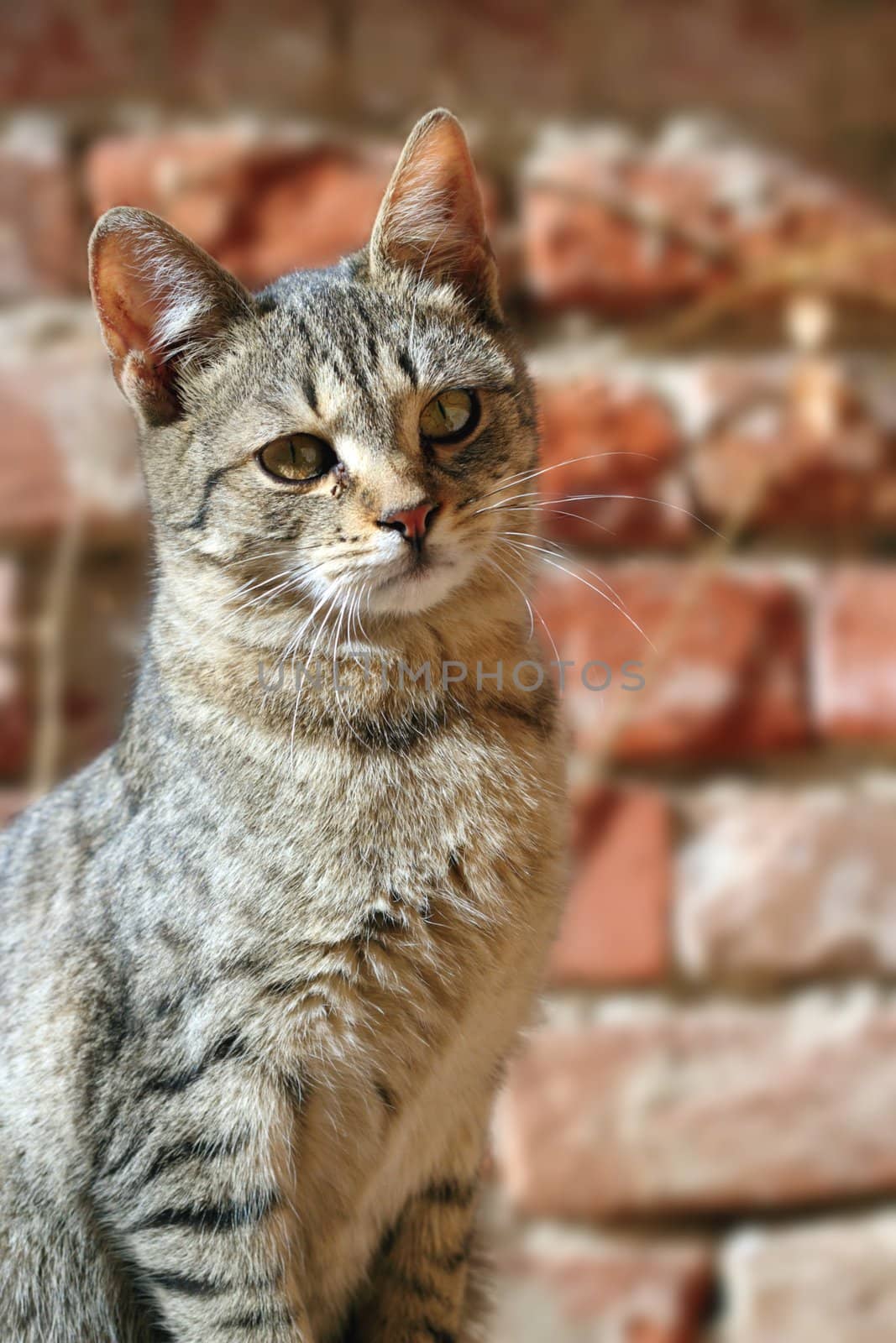 curious striped cat over brick wall background