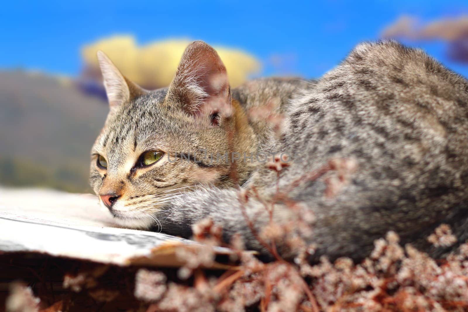 cute striped cat relaxing in a tranquil evening