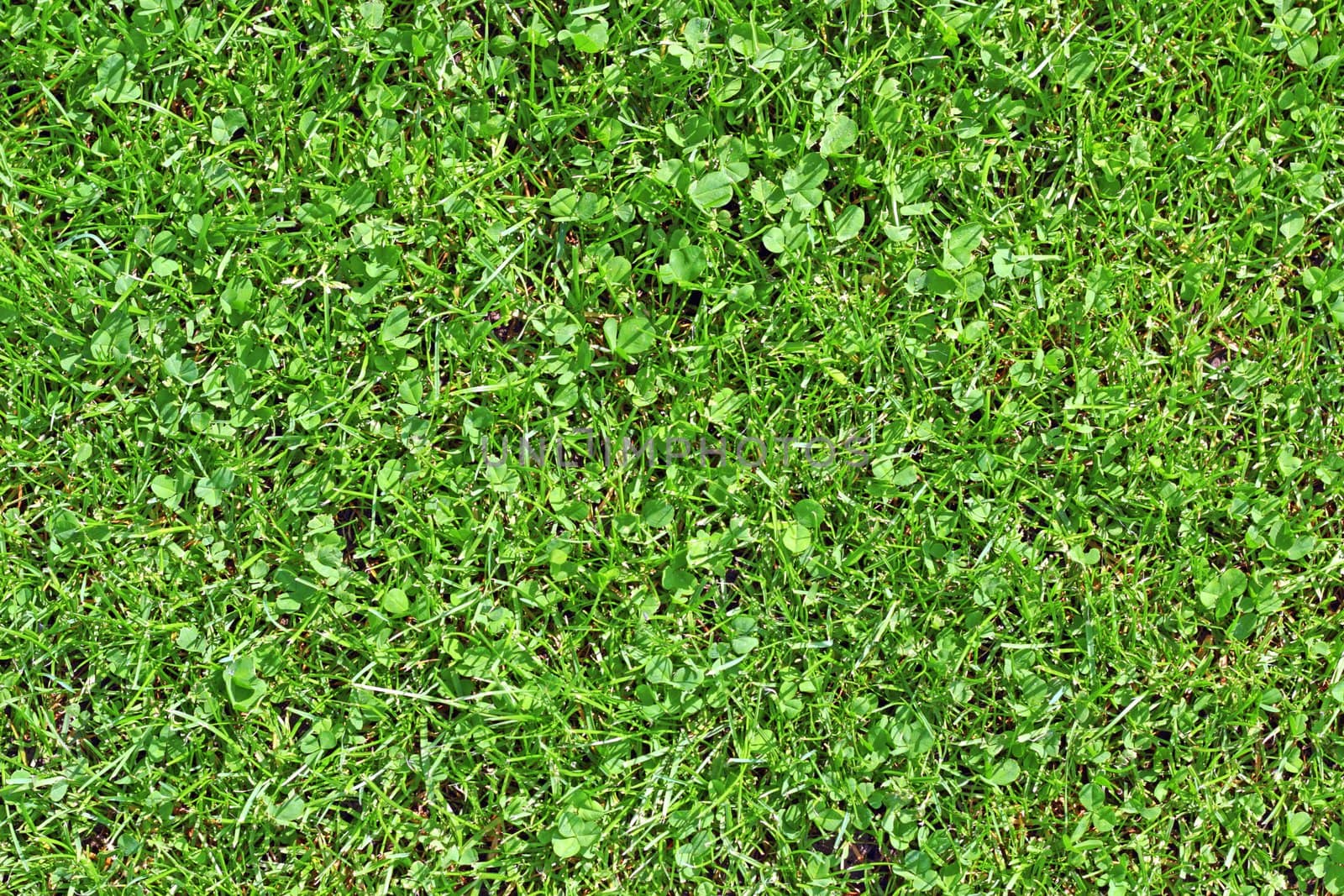 green textured lawn detail with clover among the grass