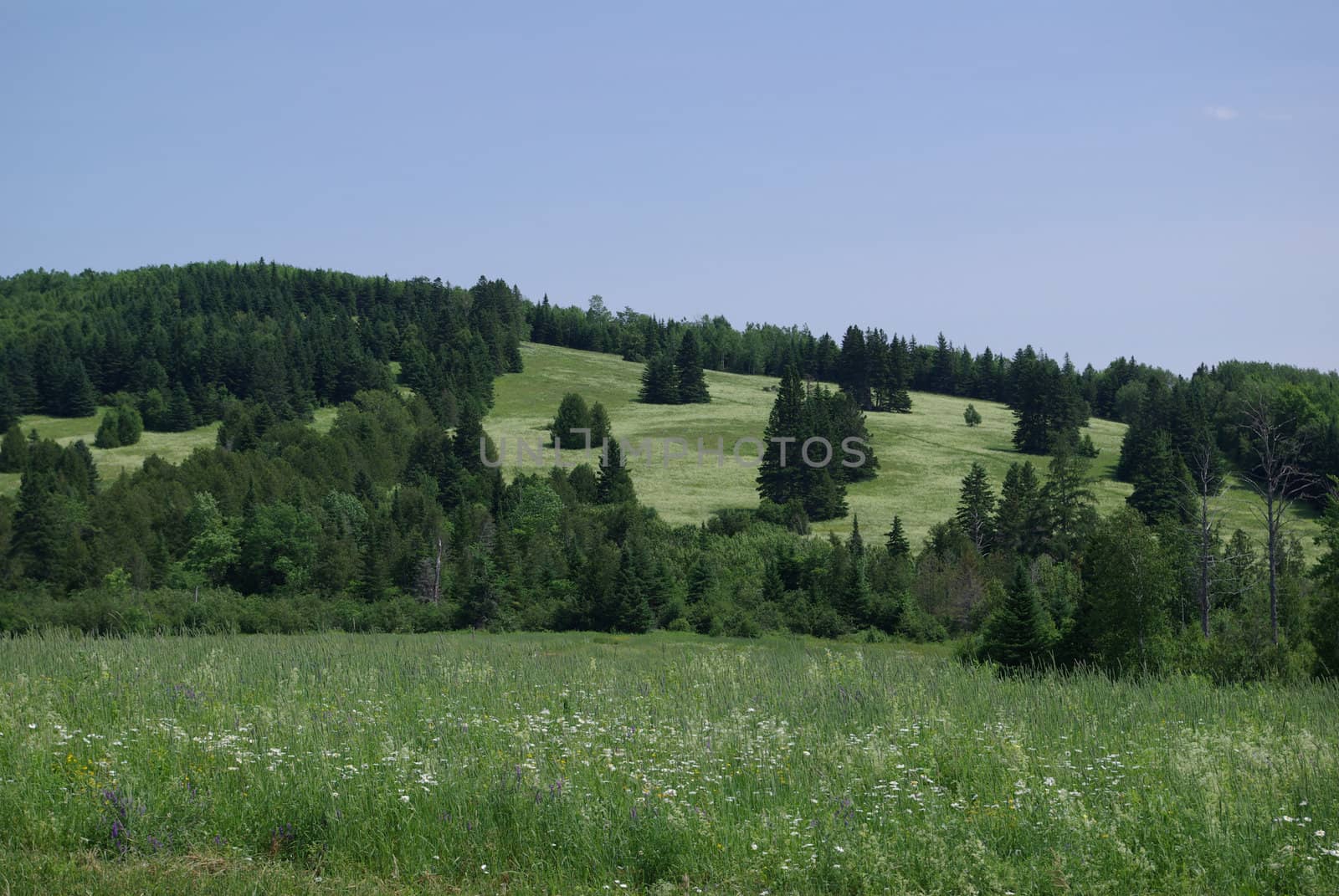 A field covering a hillside in the summer