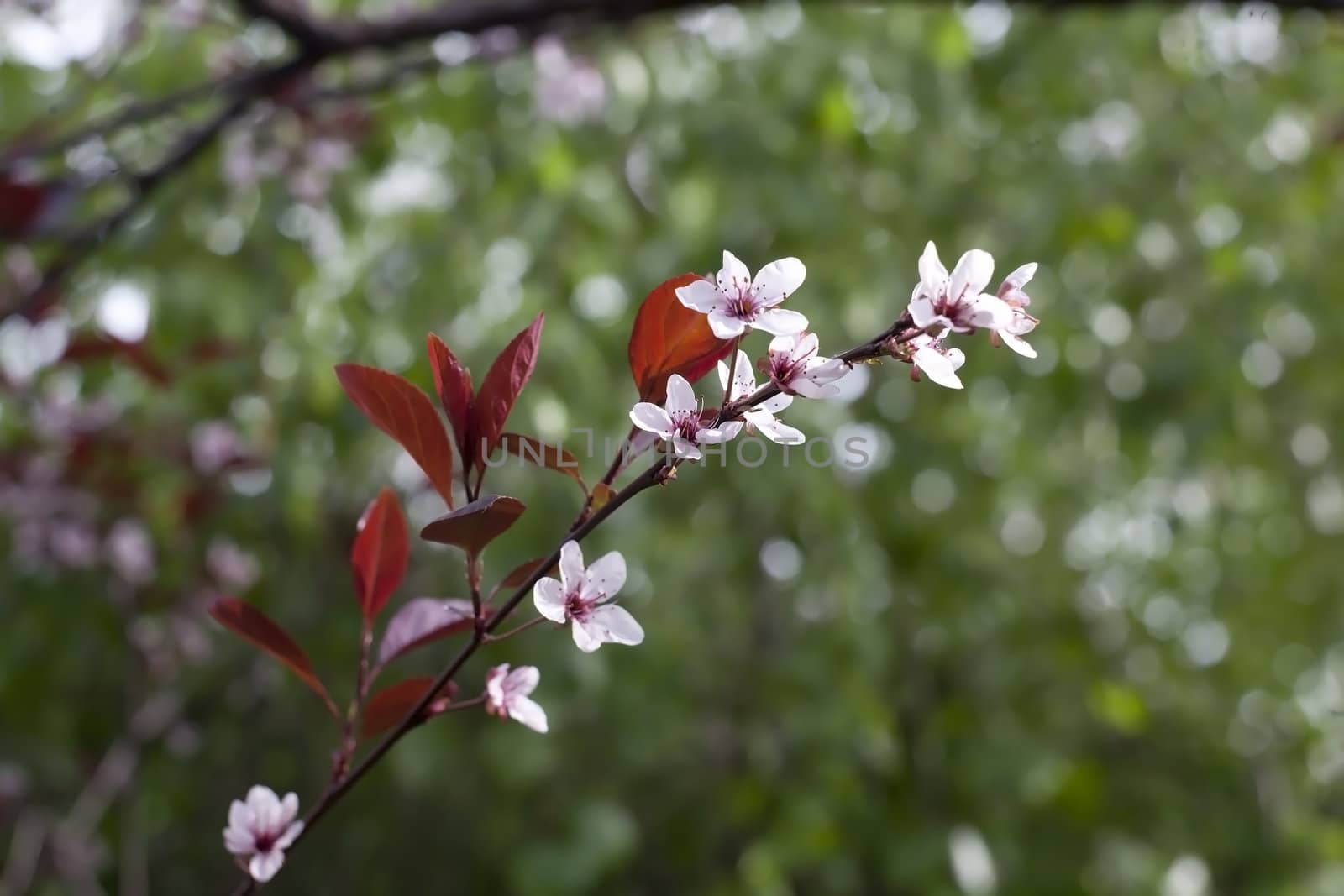 Small flowers with white petals on the branch of a tree with dark red leaves in spring